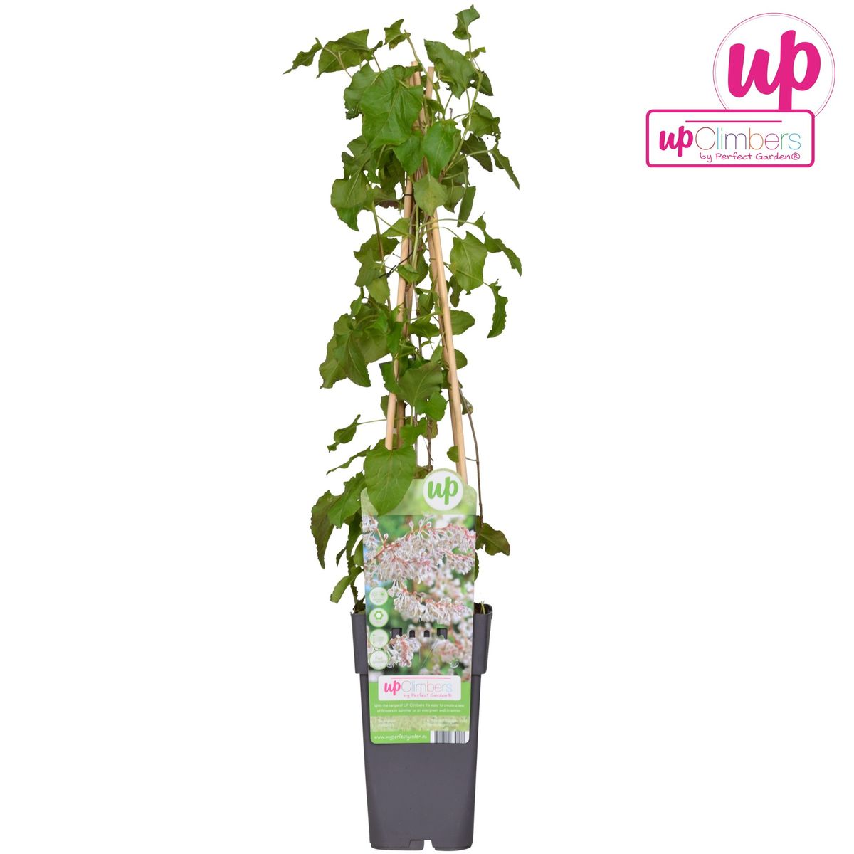 Hoogeveen Fallopia baldschuanica - Bruidsluier (8712044839103)
