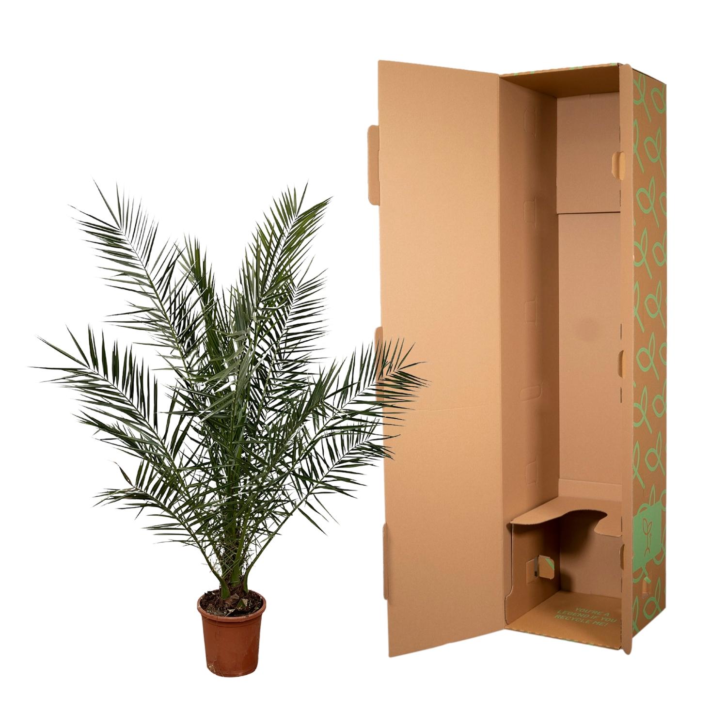 Phoenix Canariensis - 180 cm - Ø24cm (29171)