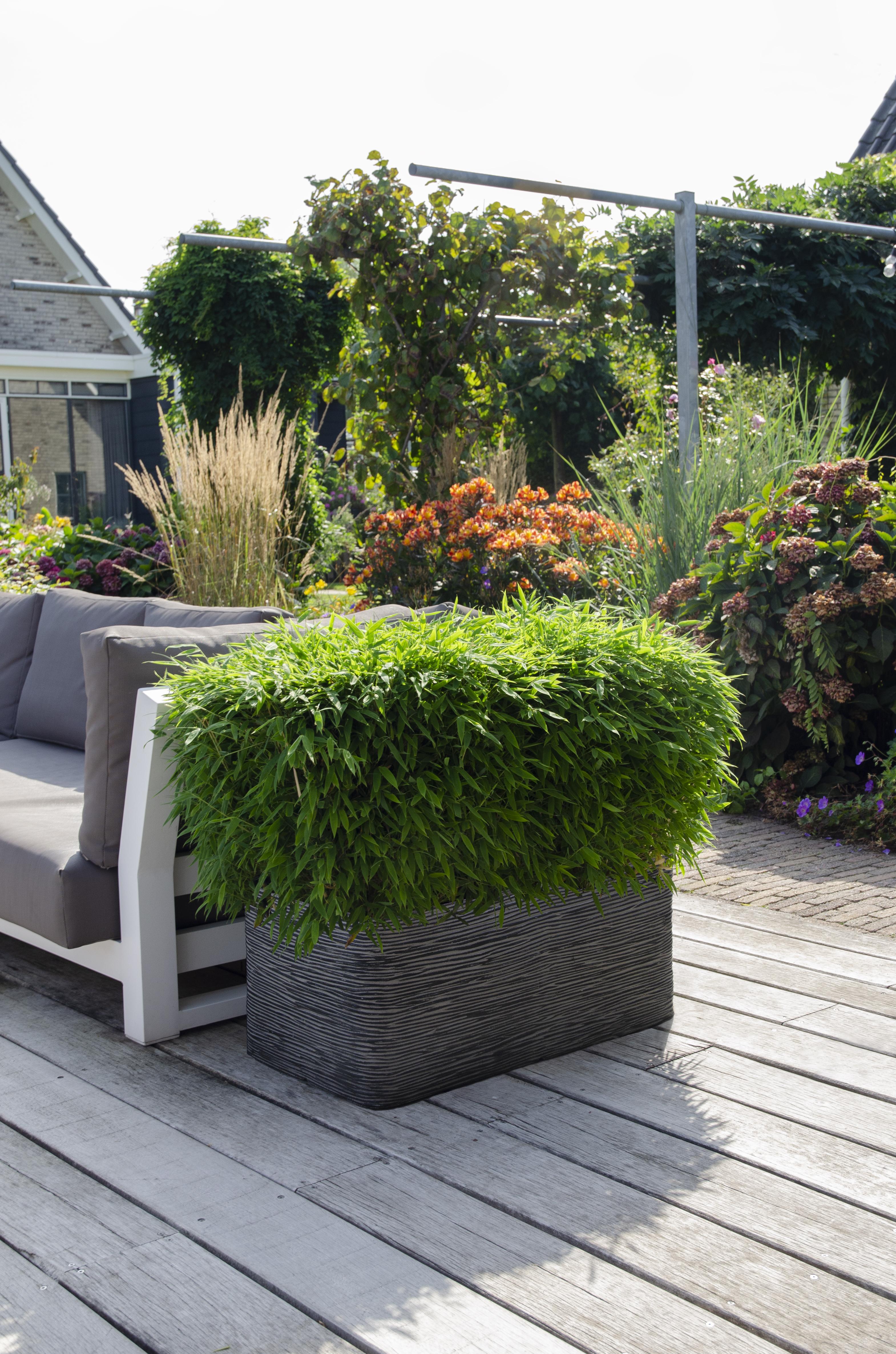 Hoogeveen Fargesia 'Moontears'Â® Boobux - Compact groeiend, niet woekerende bamboe (8720604874259)