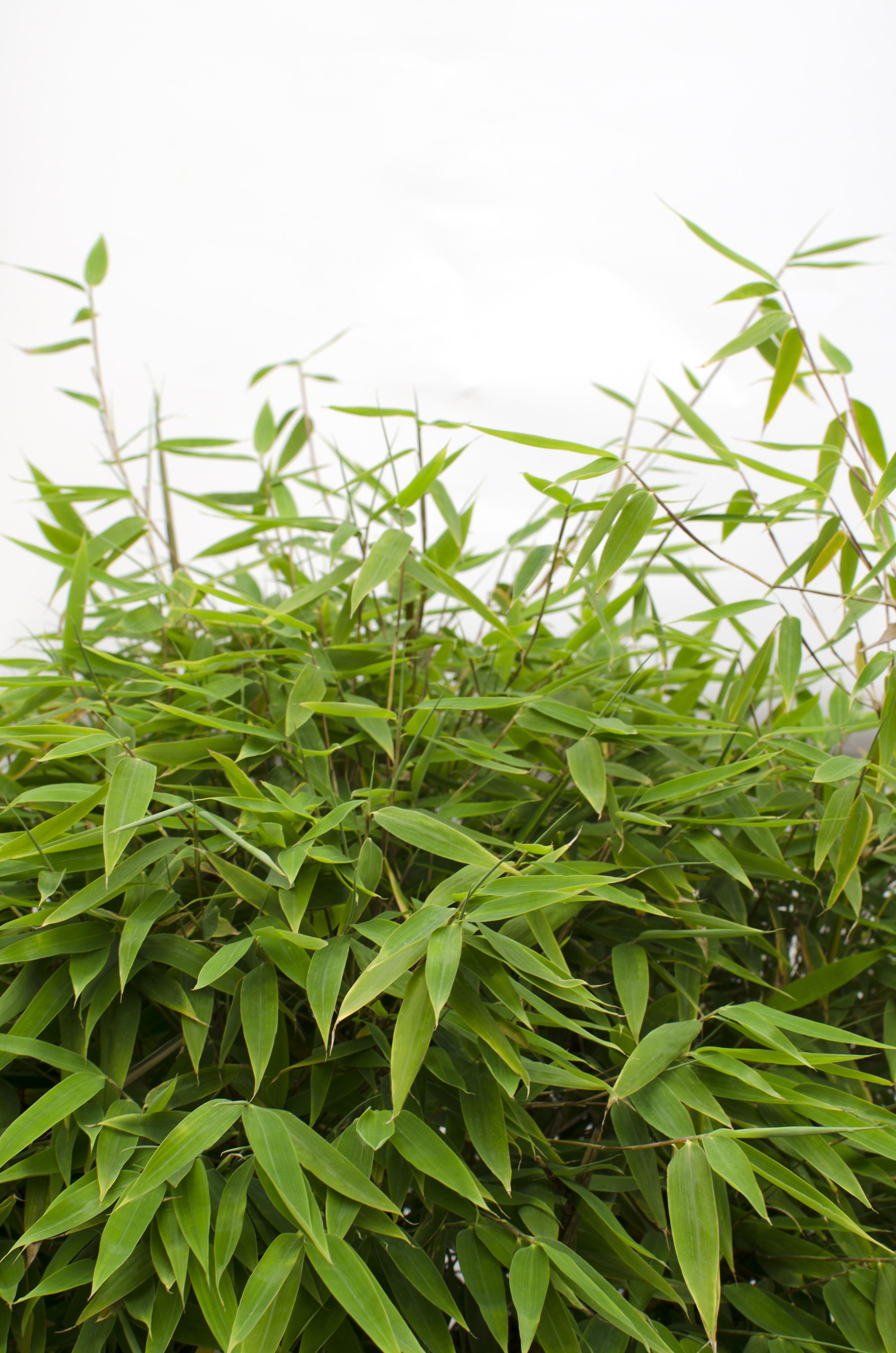 Hoogeveen Fargesia 'Moontears'Â® Boobux - Compact groeiend, niet woekerende bamboe (8720604874259)