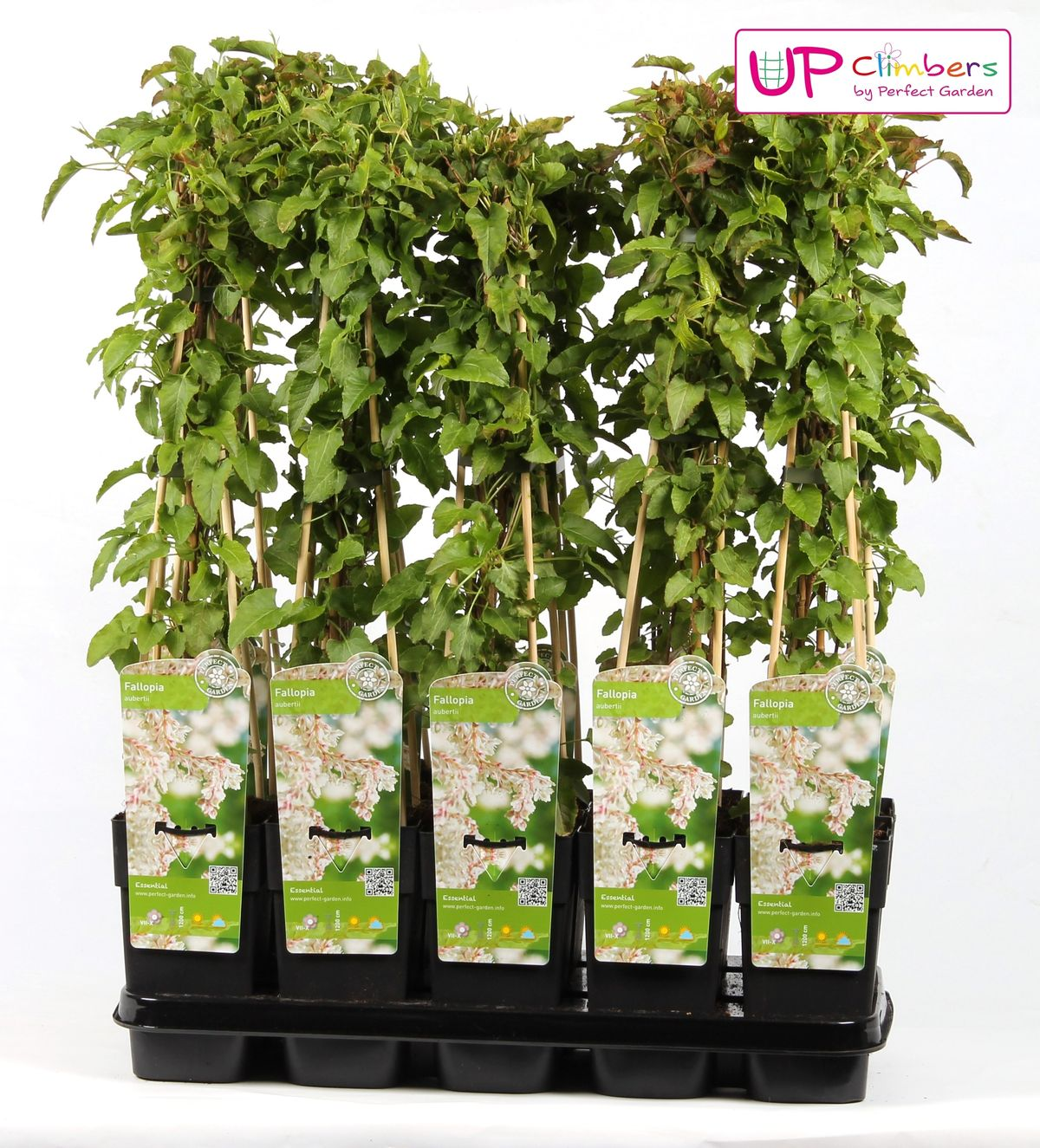 Hoogeveen Fallopia baldschuanica - Bruidsluier (8712044839103)