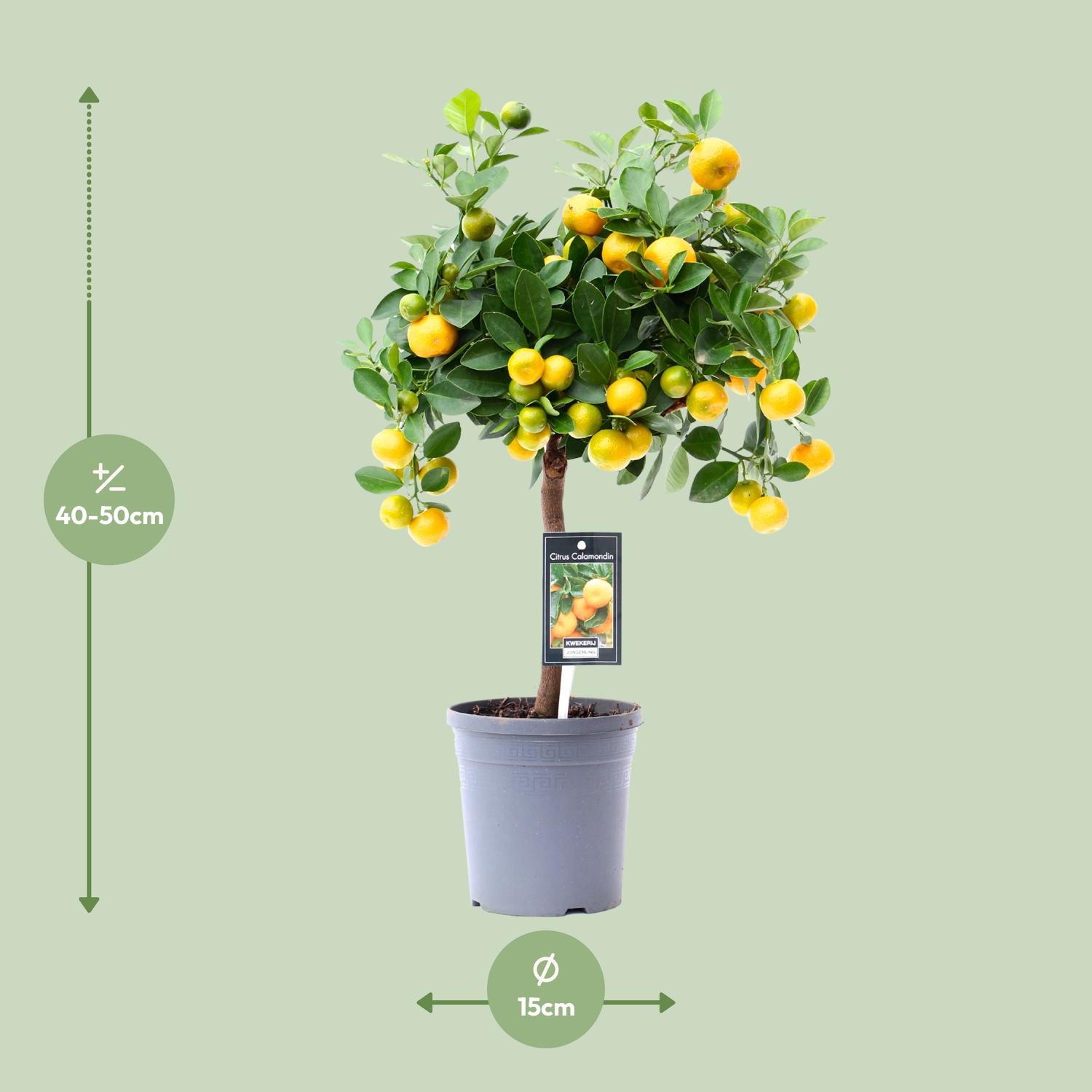 Citrus Calamondin (18178)