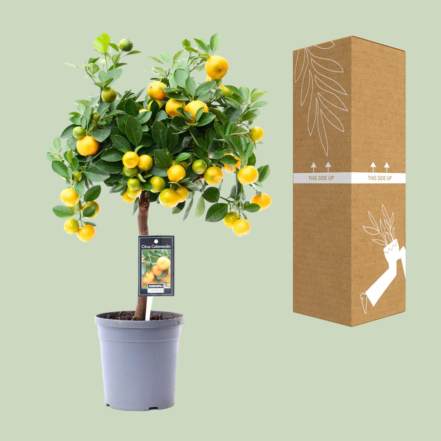 Citrus Calamondin (18178)