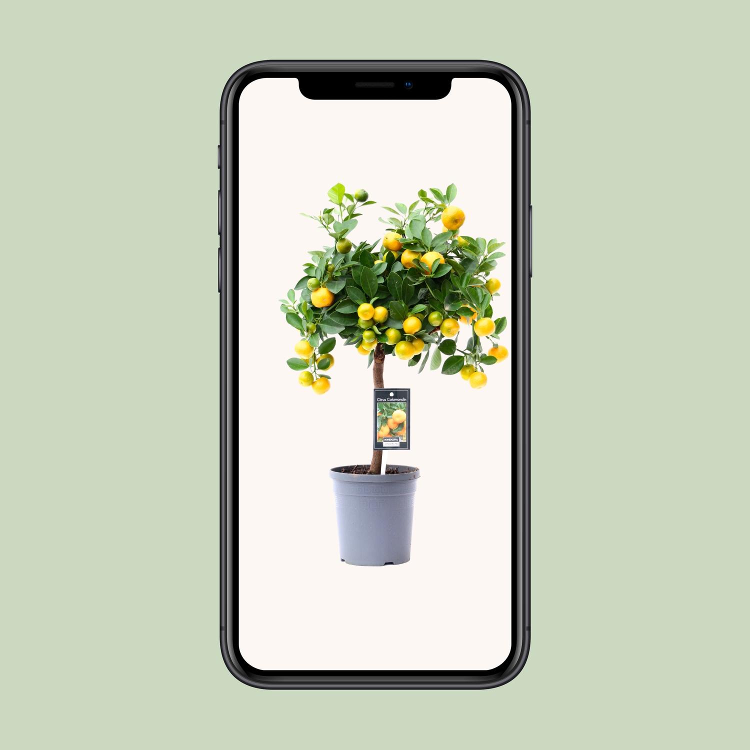 Citrus Calamondin (18178)