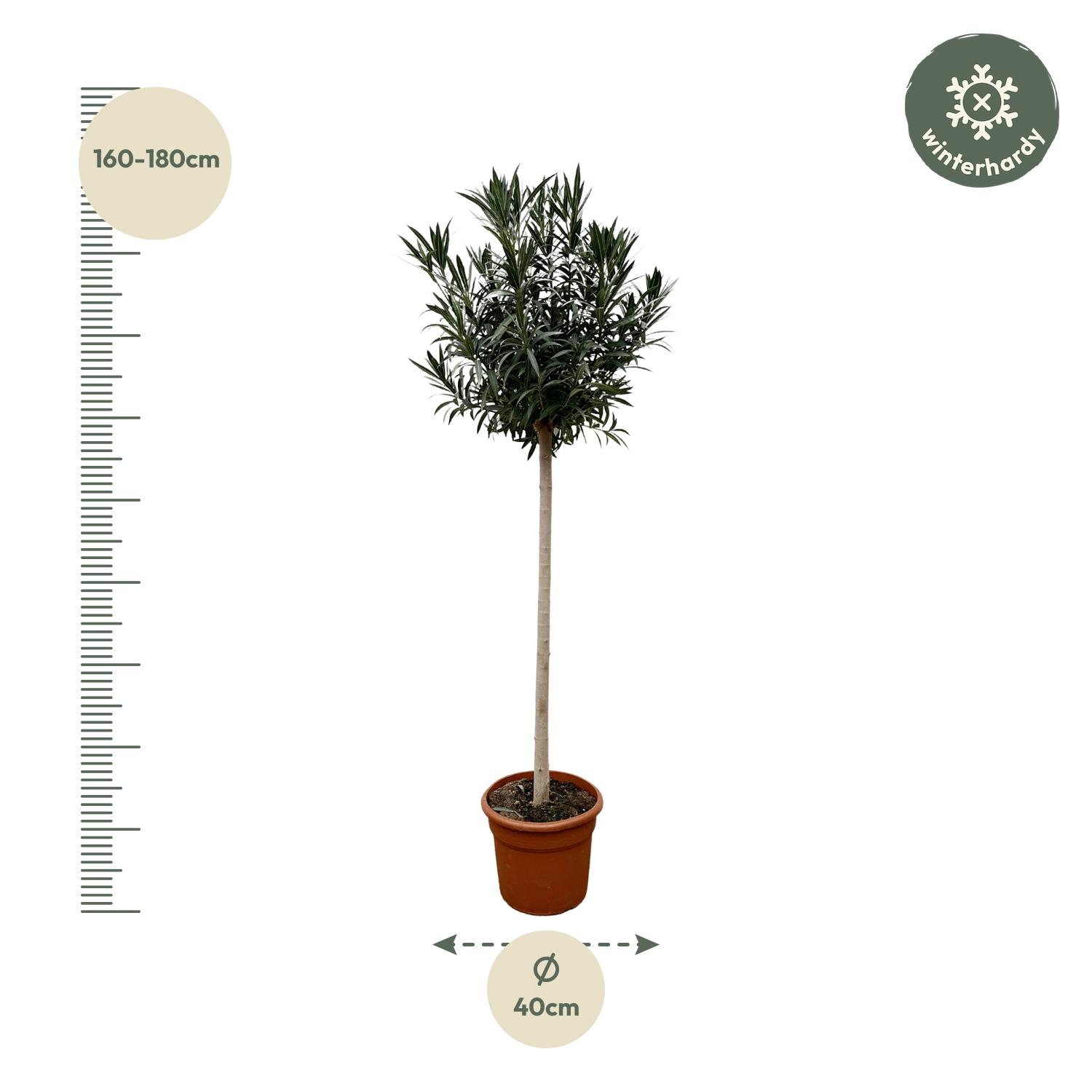 Nerium Oleander op stam met witte bloem - 170cm- Ø40 (8721055693048)