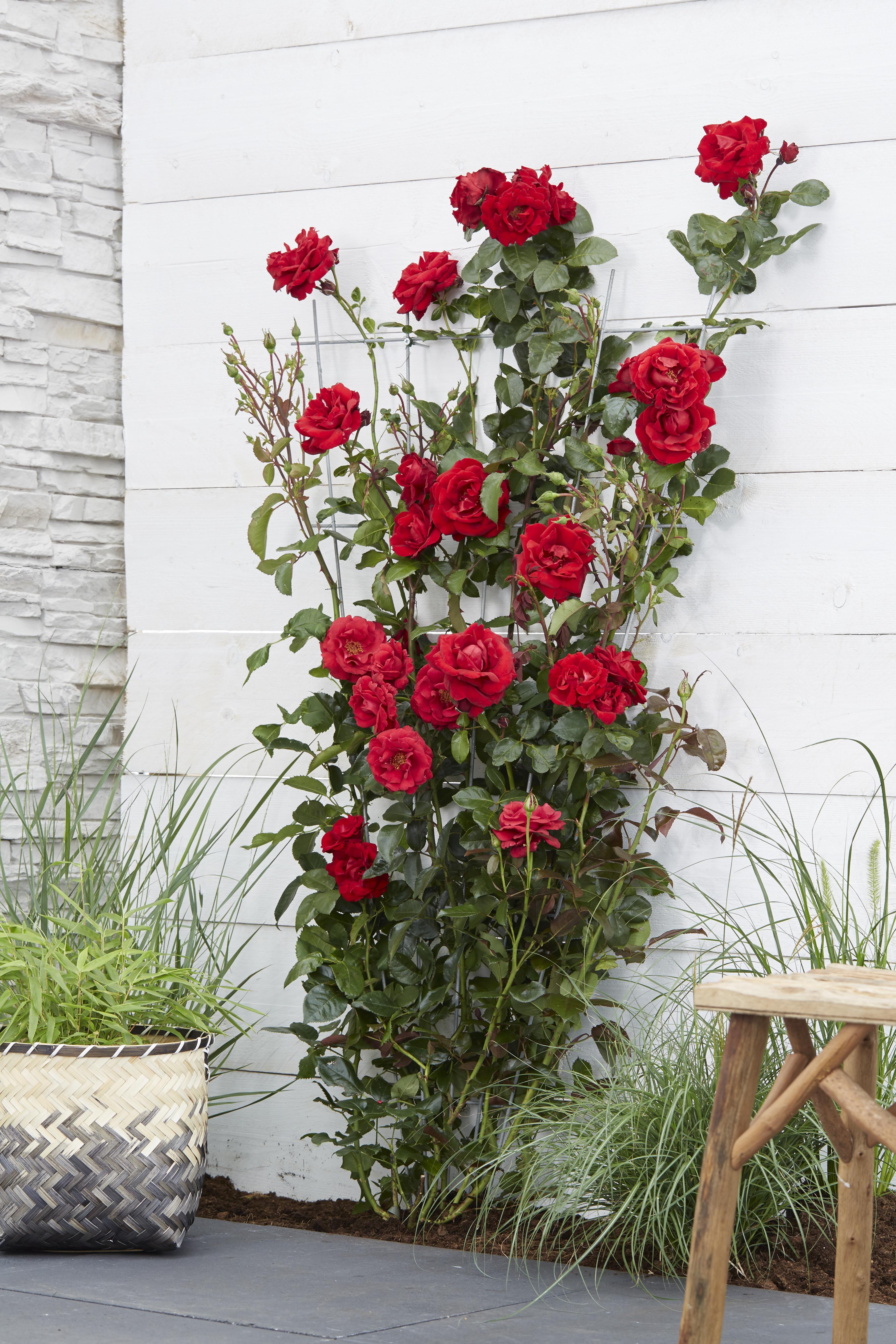 Hoogeveen Rosa Crazy in love 'Red' - Rode Roos (8719075297094)