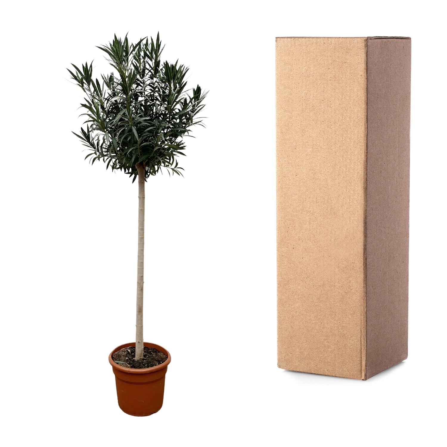 Nerium Oleander op stam met witte bloem - 170cm- Ø40 (8721055693048)