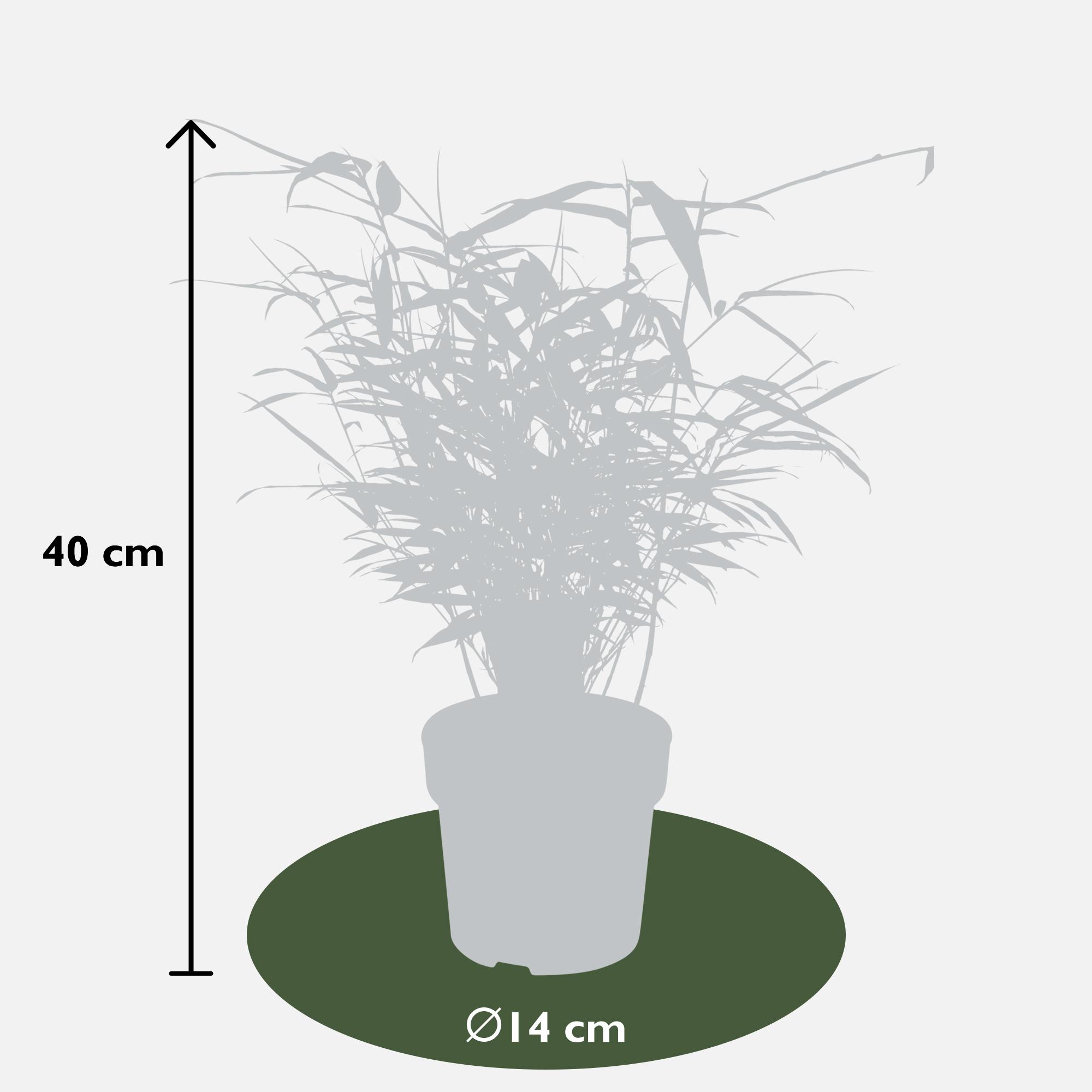 Hoogeveen Fargesia rufa - Niet woekerende bamboe - - Ø14 - ↨40cm (8718531417878)