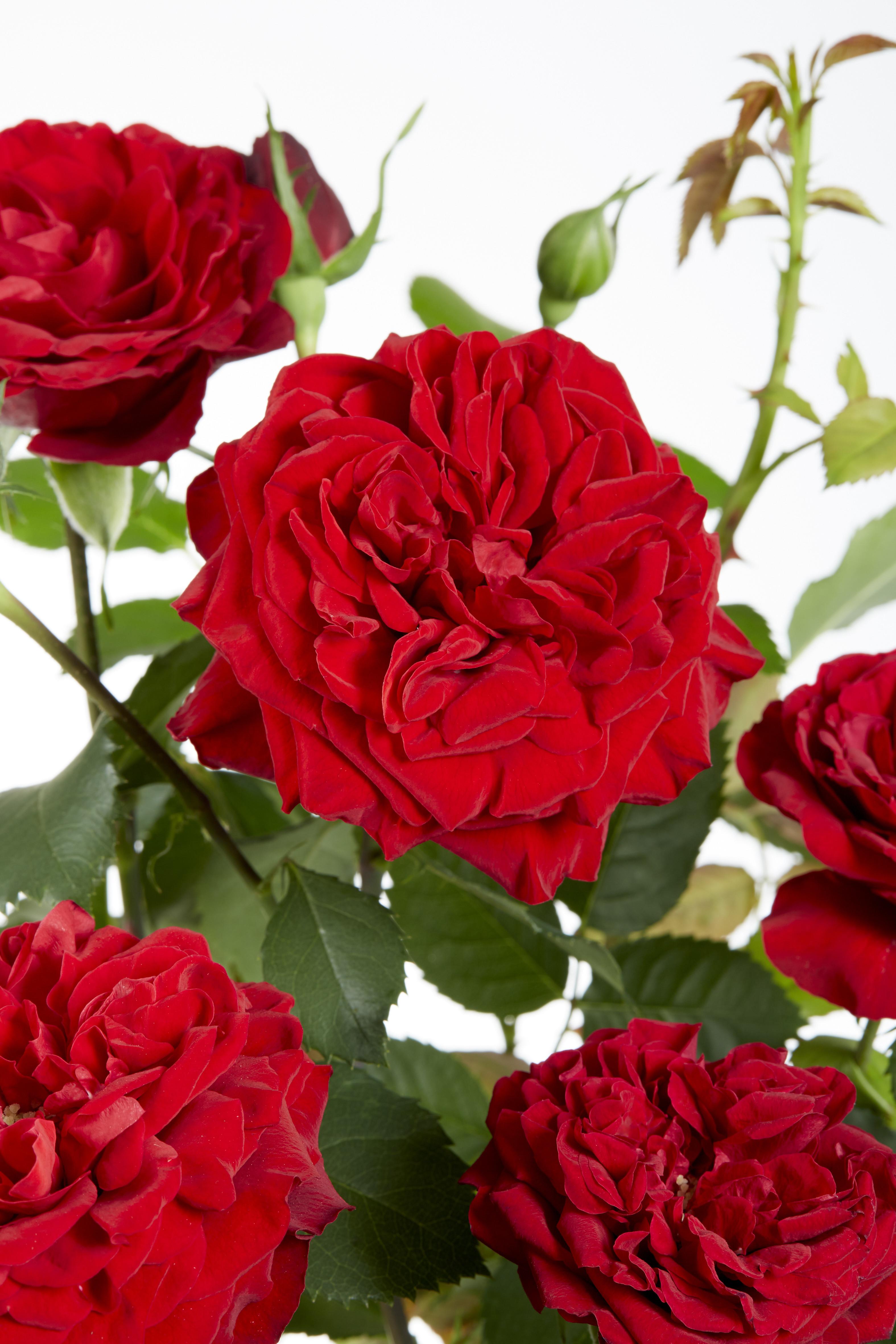 Hoogeveen Rosa Crazy in love 'Red' - Rode Roos (8719075297094)