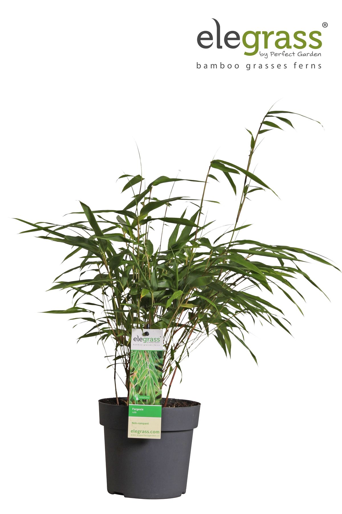Hoogeveen Fargesia rufa - Niet woekerende bamboe - - Ø14 - ↨40cm (8718531417878)