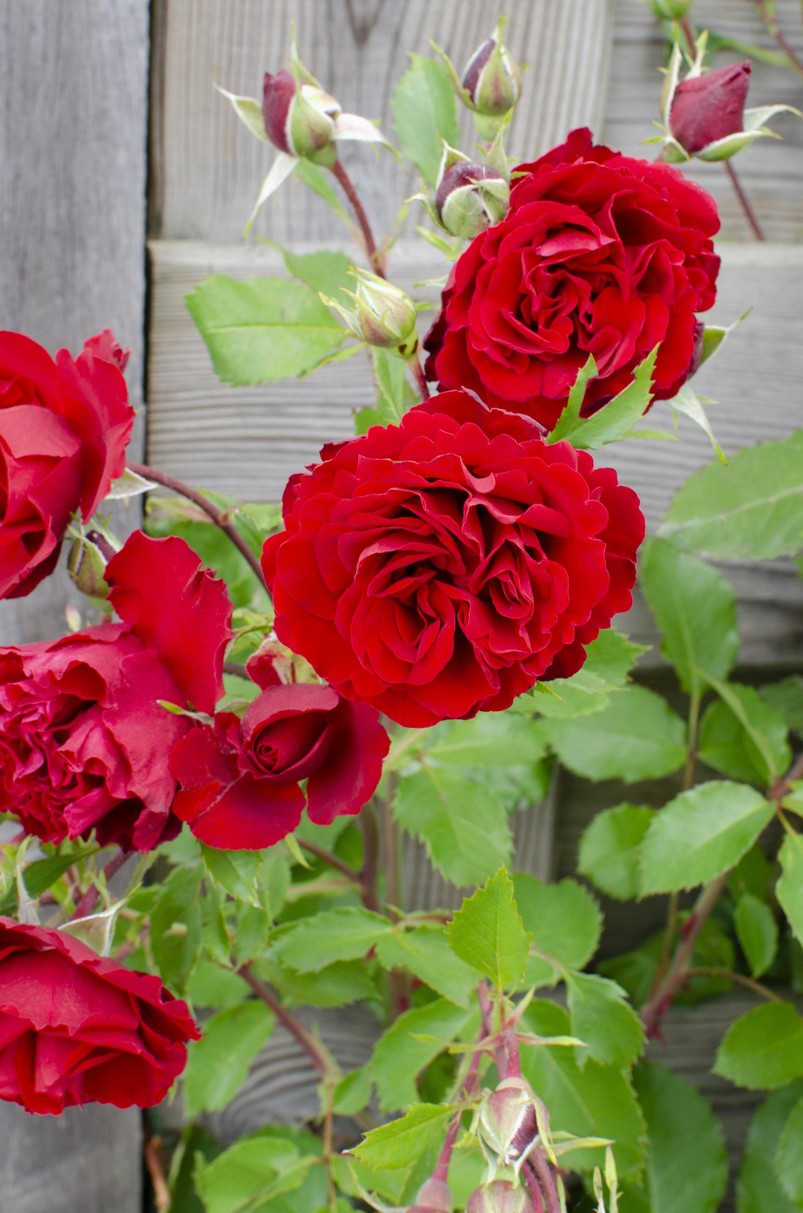 Hoogeveen Rosa Crazy in love 'Red' - Rode Roos (8719075297094)