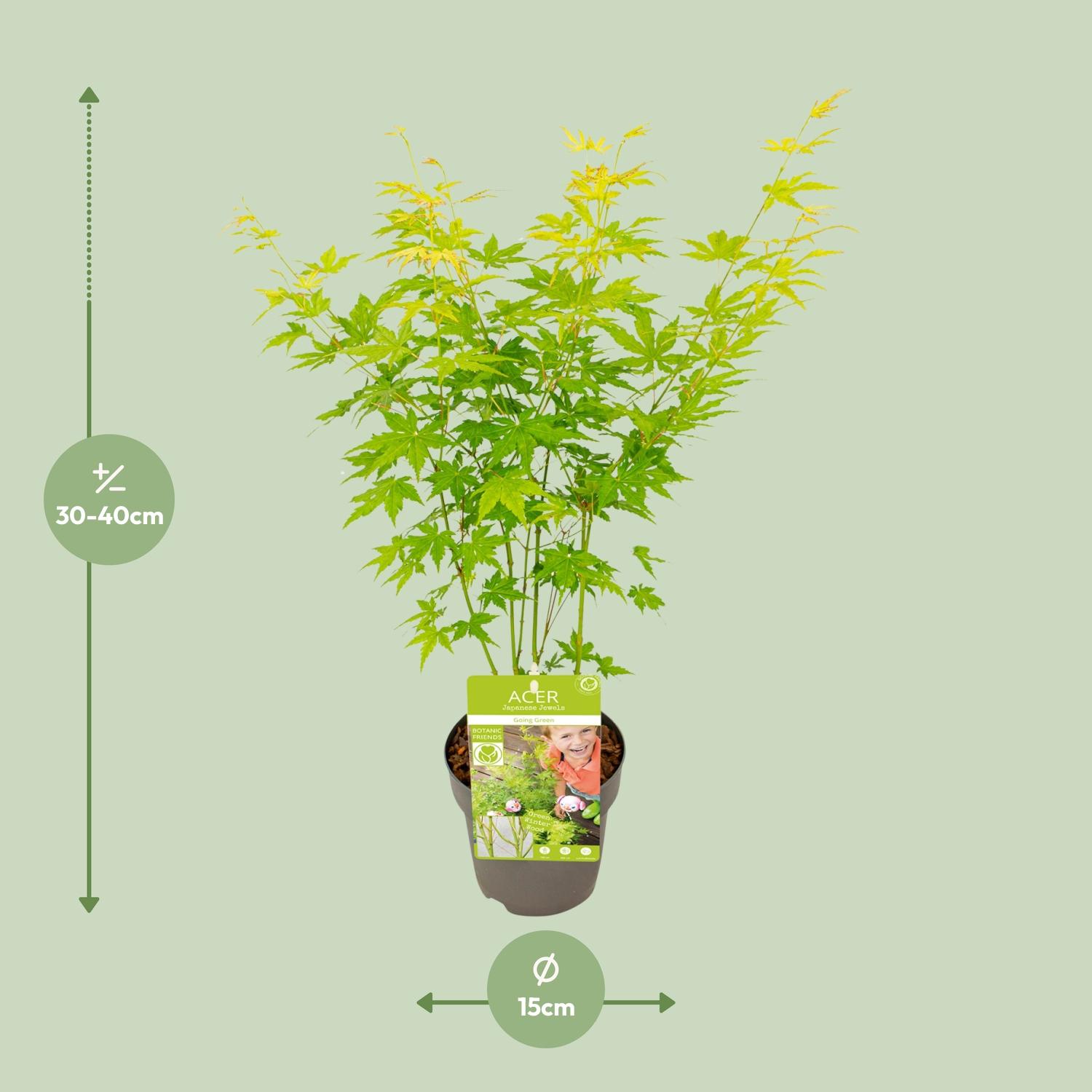 Son & koot Acer palmatum Going Green (8718182418255)