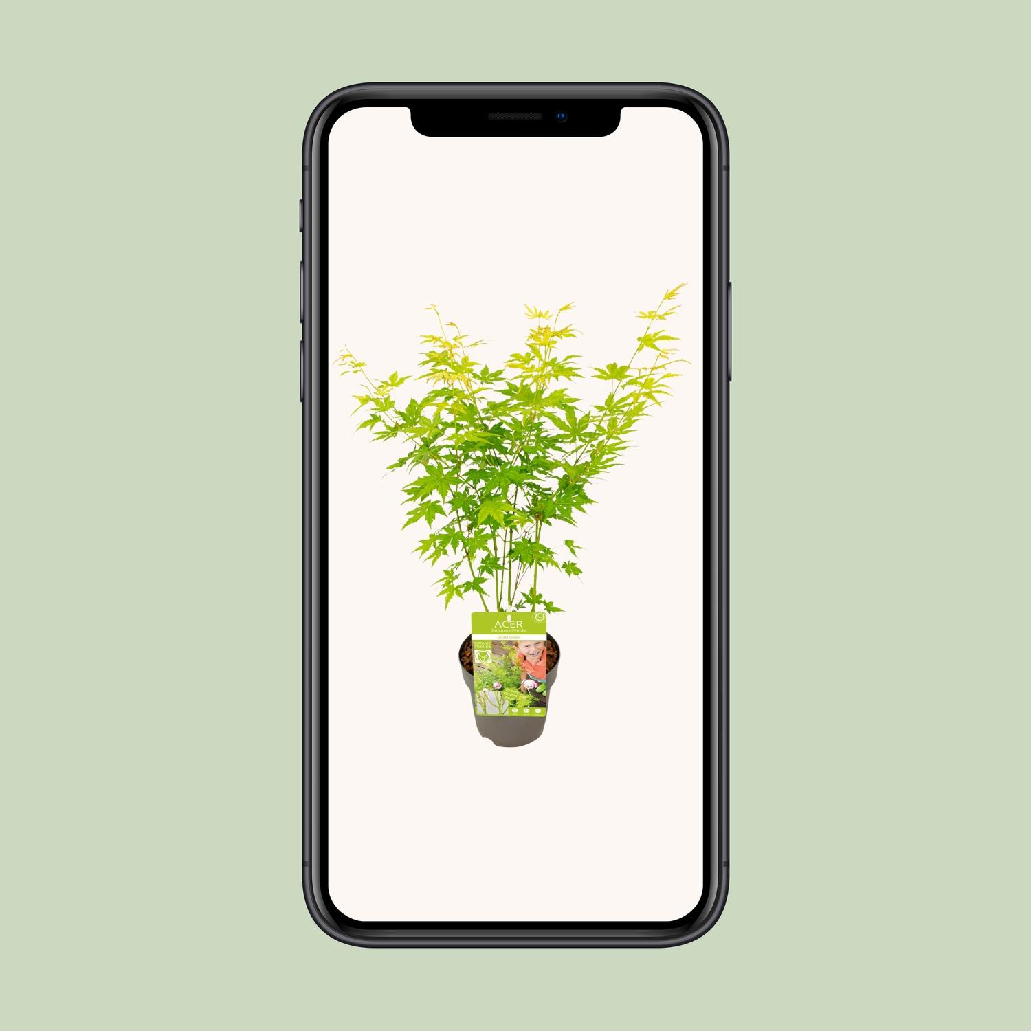 Son & koot Acer palmatum Going Green (8718182418255)