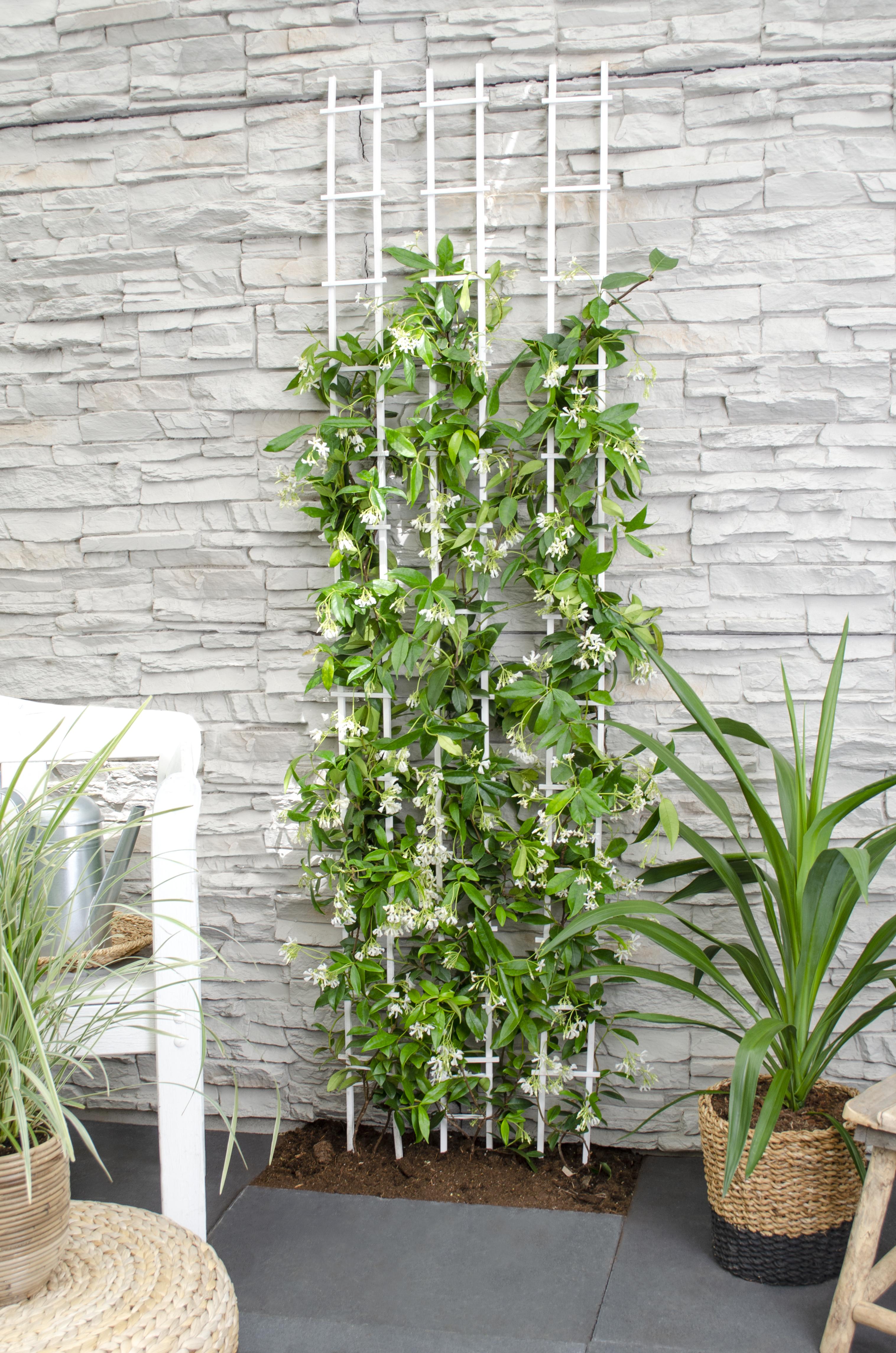 Hoogeveen Trachelospermum 'Star of Venice' - Toscaanse Jasmijn Wit (8719474812829)