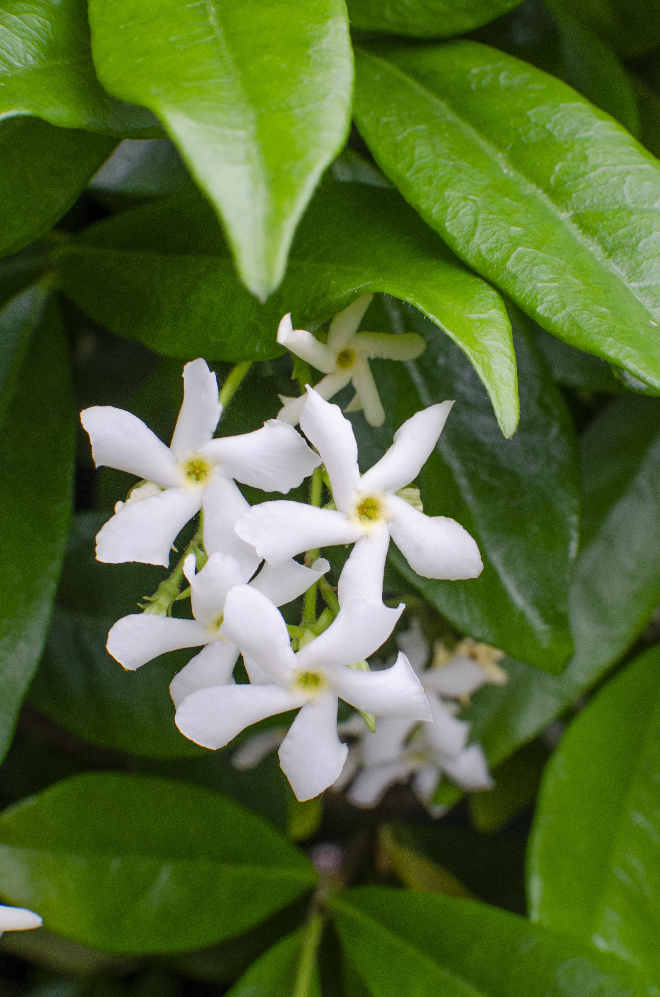 Hoogeveen Trachelospermum 'Star of Venice' - Toscaanse Jasmijn Wit (8719474812829)