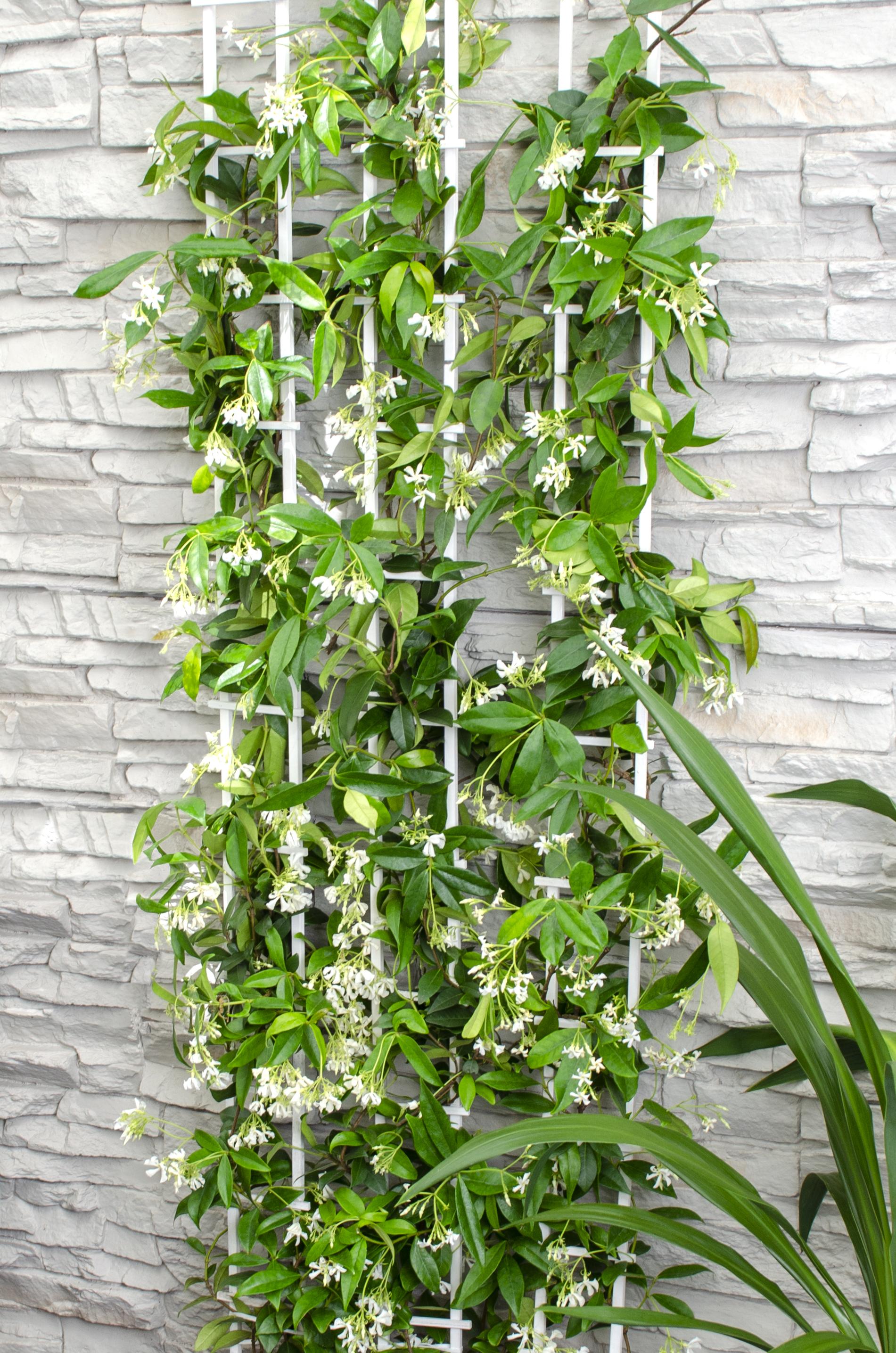 Hoogeveen Trachelospermum 'Star of Venice' - Toscaanse Jasmijn Wit (8719474812829)