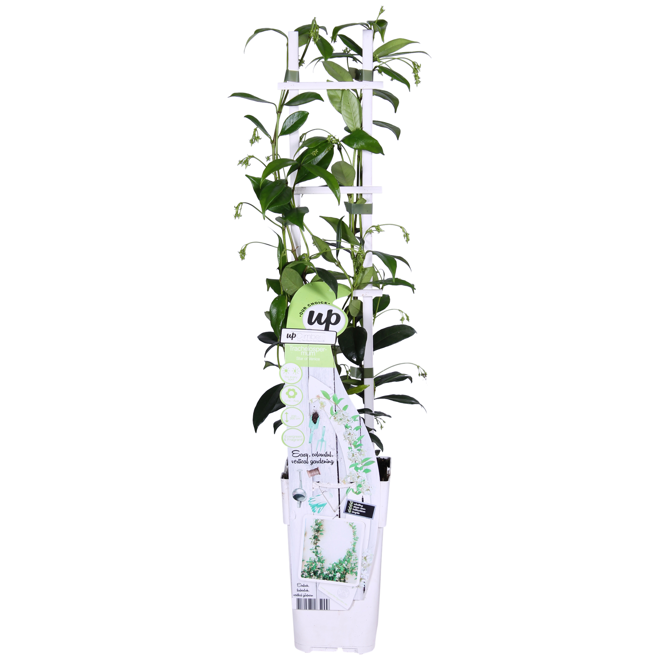 Hoogeveen Trachelospermum 'Star of Venice' - Toscaanse Jasmijn Wit (8719474812829)