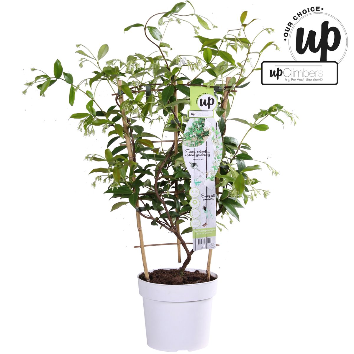 Hoogeveen Trachelospermum 'Star of Venice' - Toscaanse Jasmijn Wit (8719474812829)