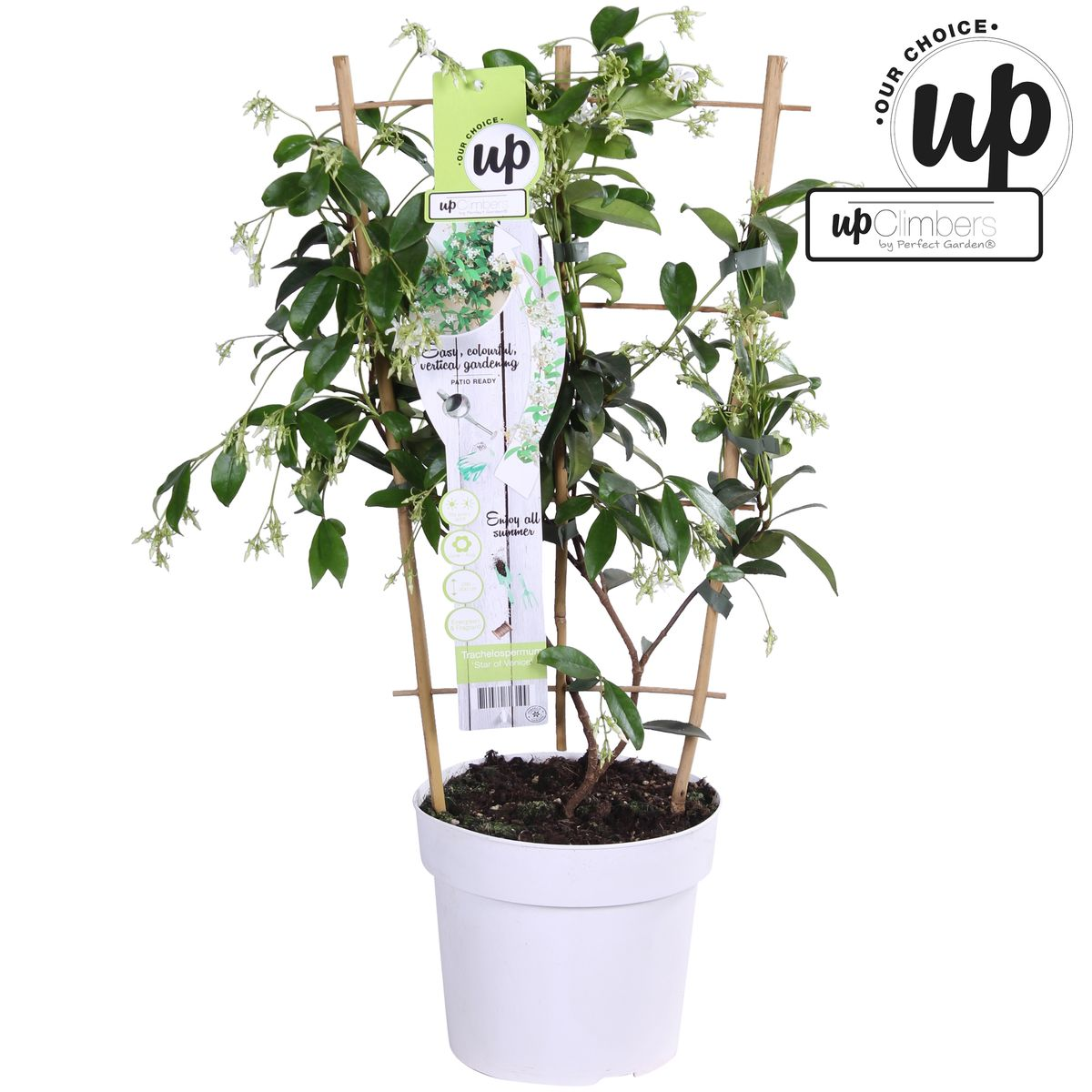 Hoogeveen Trachelospermum 'Star of Venice' - Toscaanse Jasmijn Wit (8719474812829)