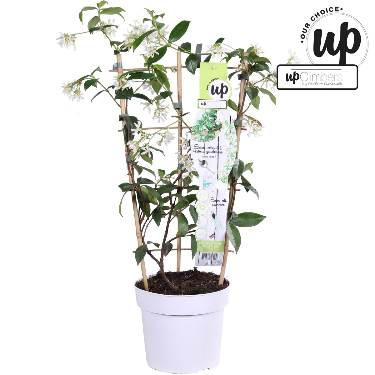 Hoogeveen Trachelospermum 'Star of Venice' - Toscaanse Jasmijn Wit (8719474812829)