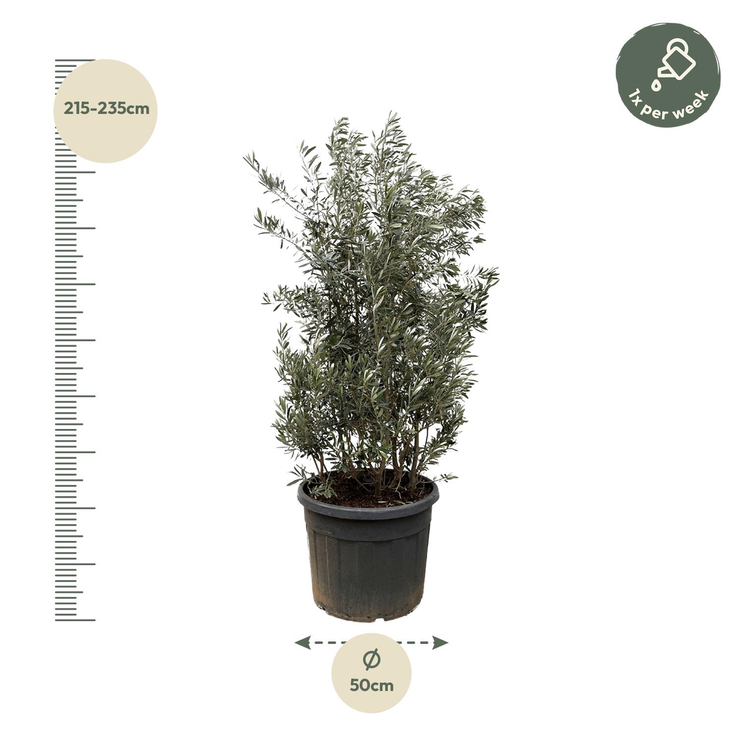 Olea Europaea struik - 225cm- Ø50 (8721055693093)