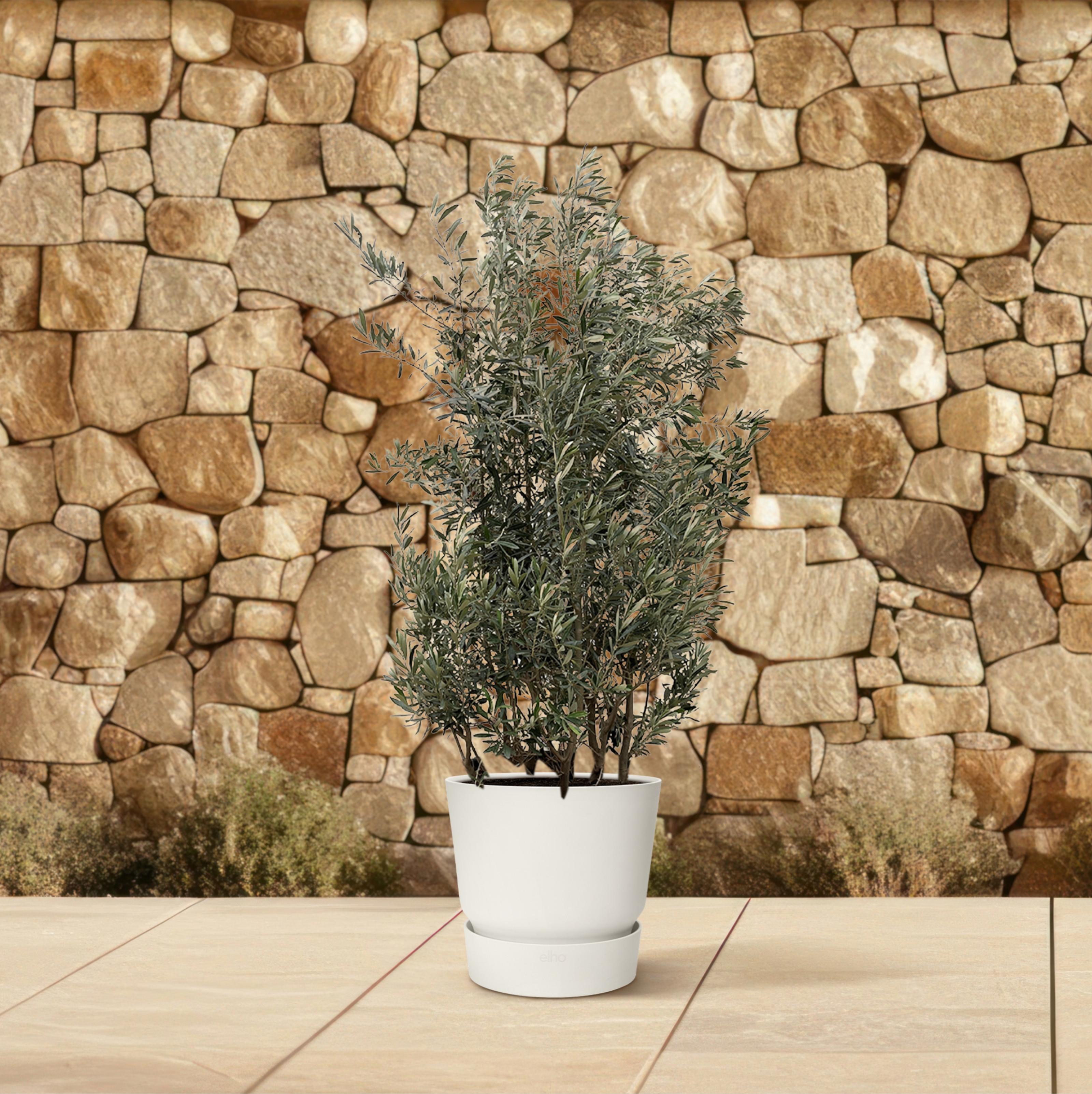 Olea Europaea struik - 225cm- Ø50 (8721055693093)