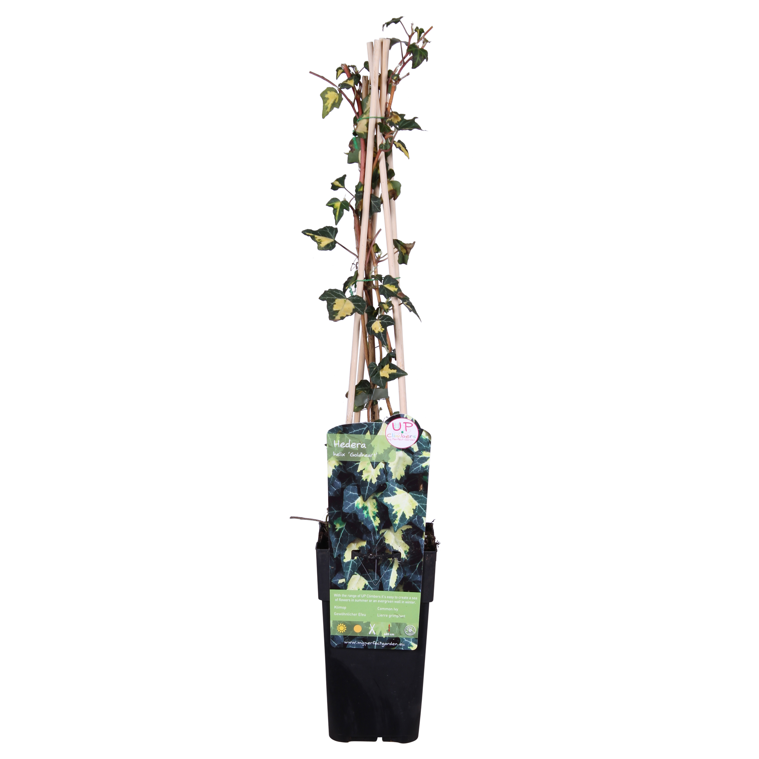 Hoogeveen Hedera helix 'Goldheart' (8712044838861)
