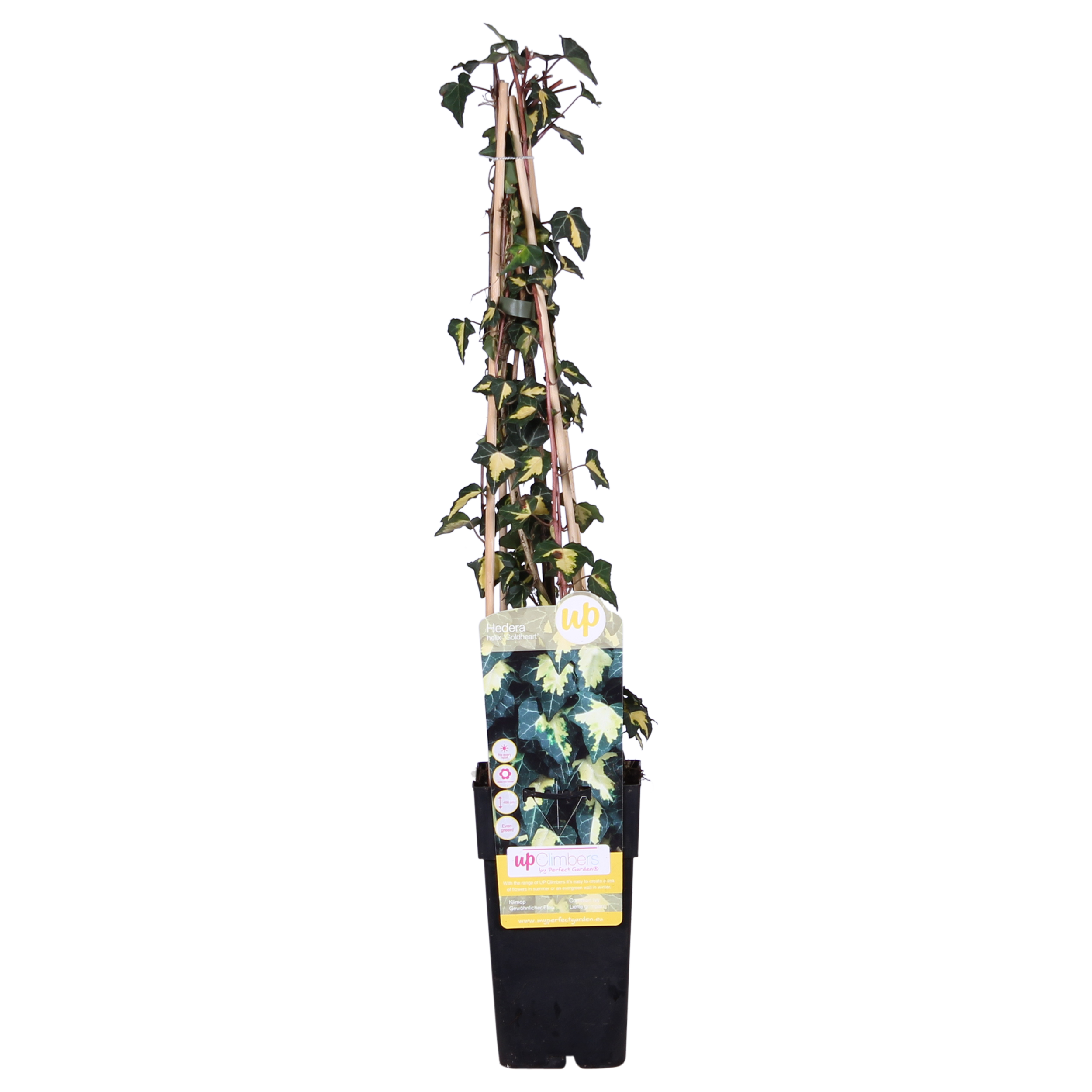Hoogeveen Hedera helix 'Goldheart' (8712044838861)