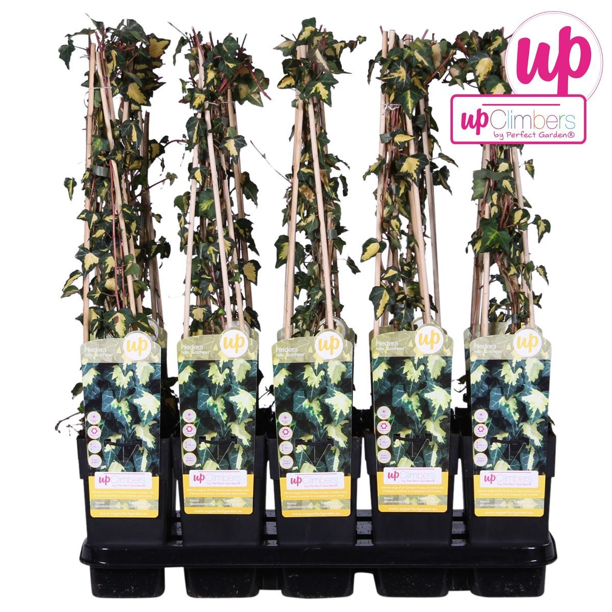 Hoogeveen Hedera helix 'Goldheart' (8712044838861)