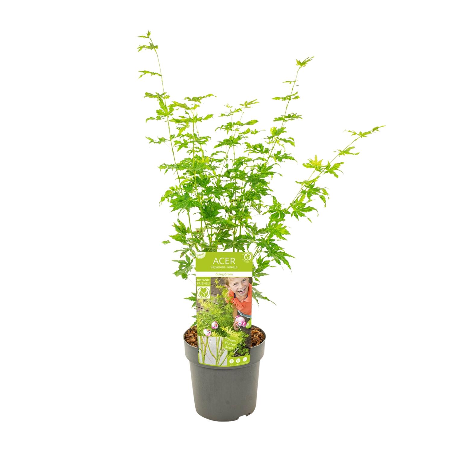 Son & koot Acer palmatum Going Green (8718182414226)