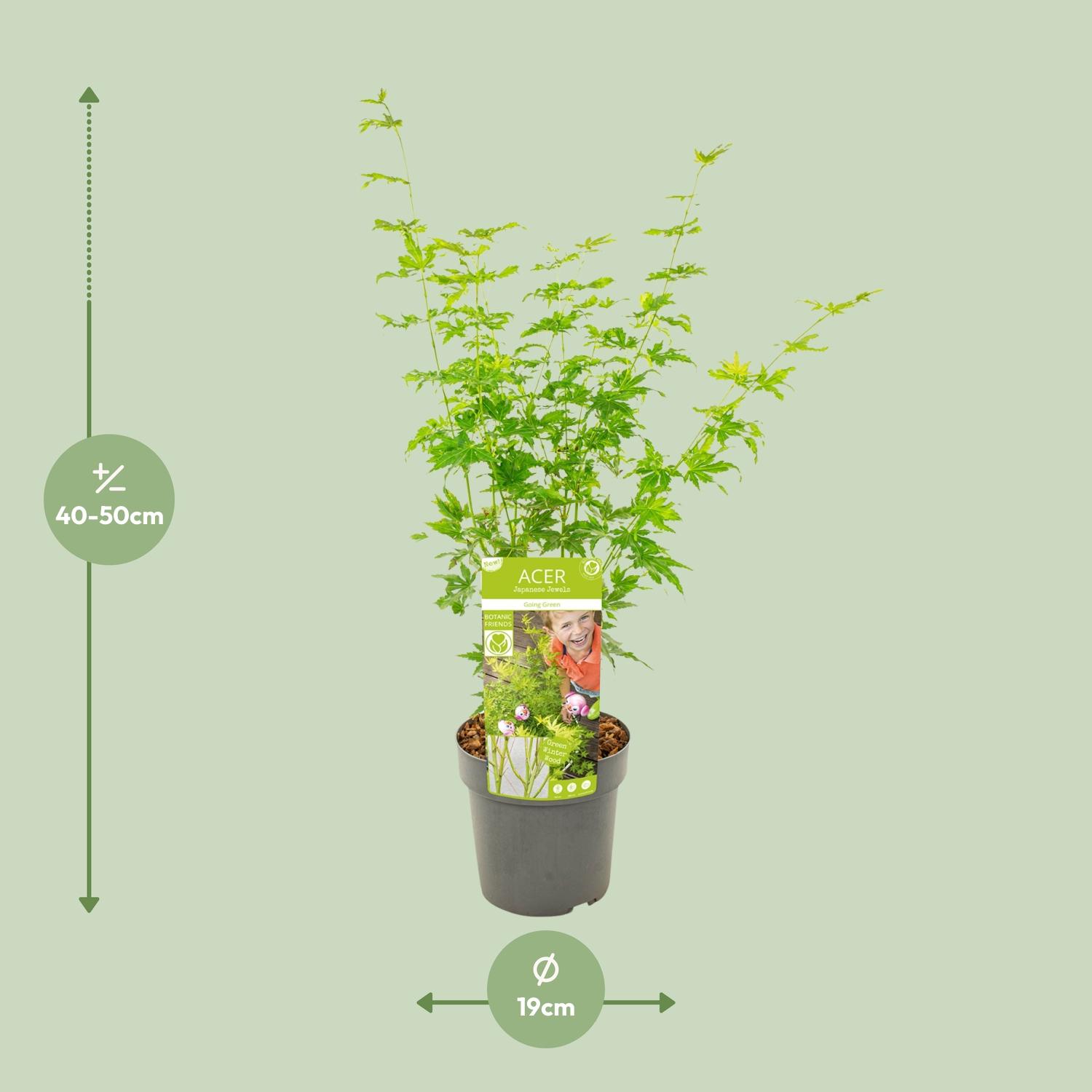 Son & koot Acer palmatum Going Green (8718182414226)