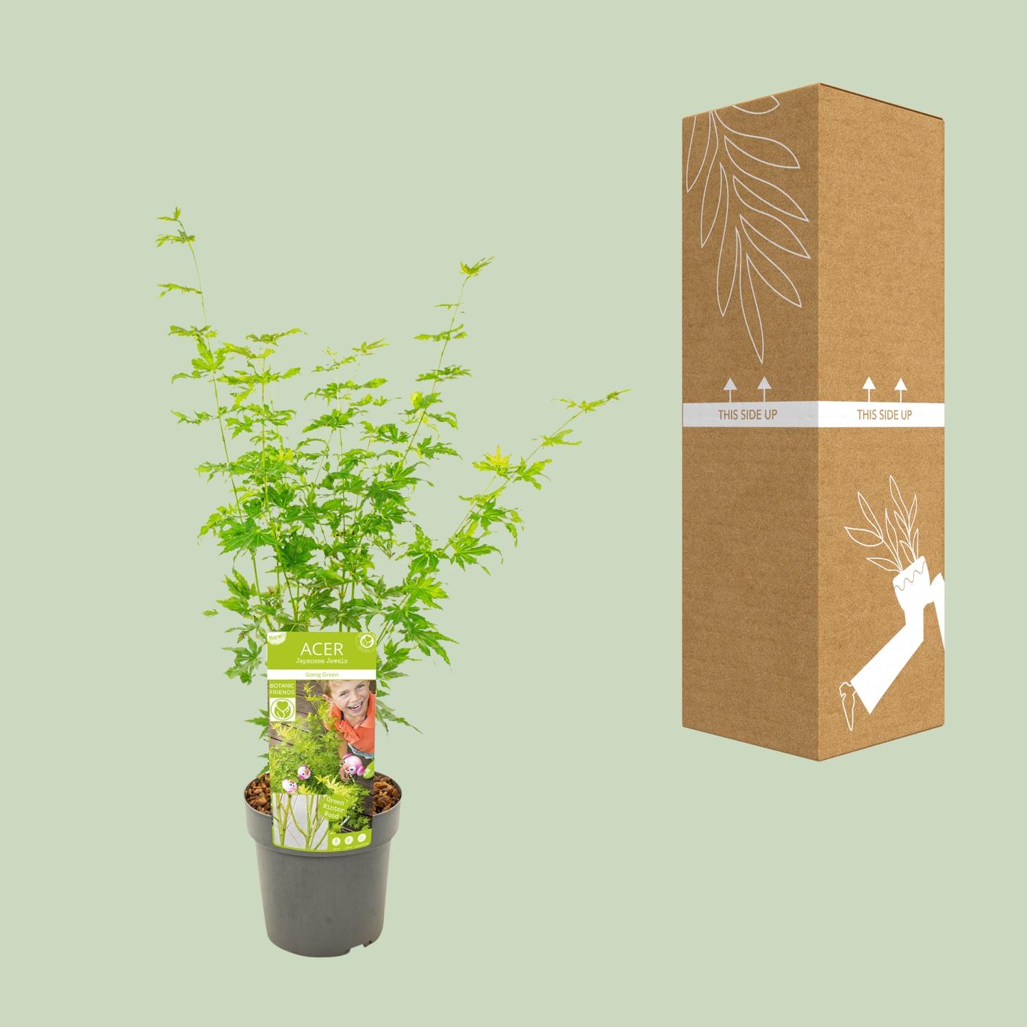 Son & koot Acer palmatum Going Green (8718182414226)