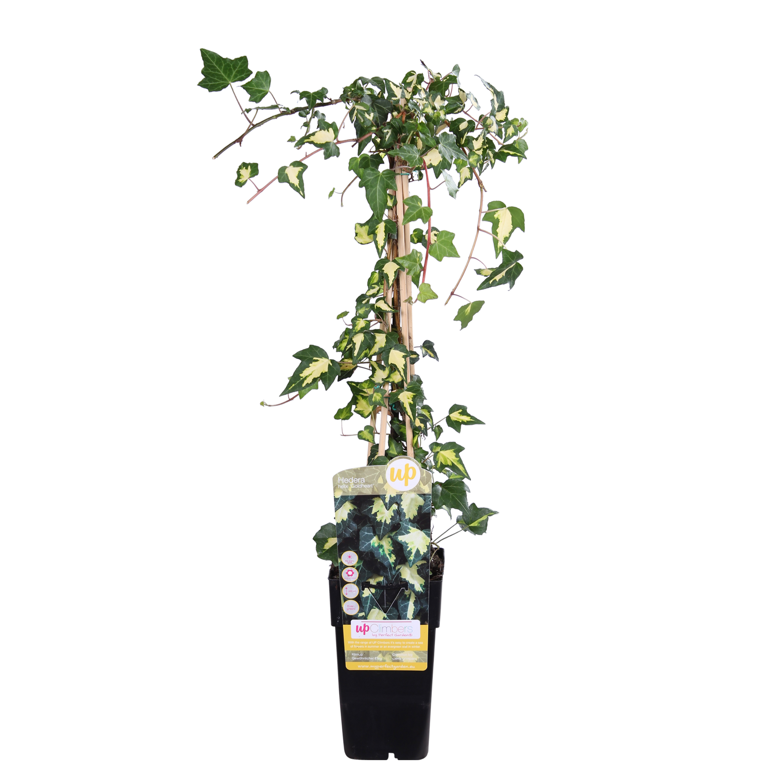 Hoogeveen Hedera colchica 'Dentata Variegata' (8712044922331)