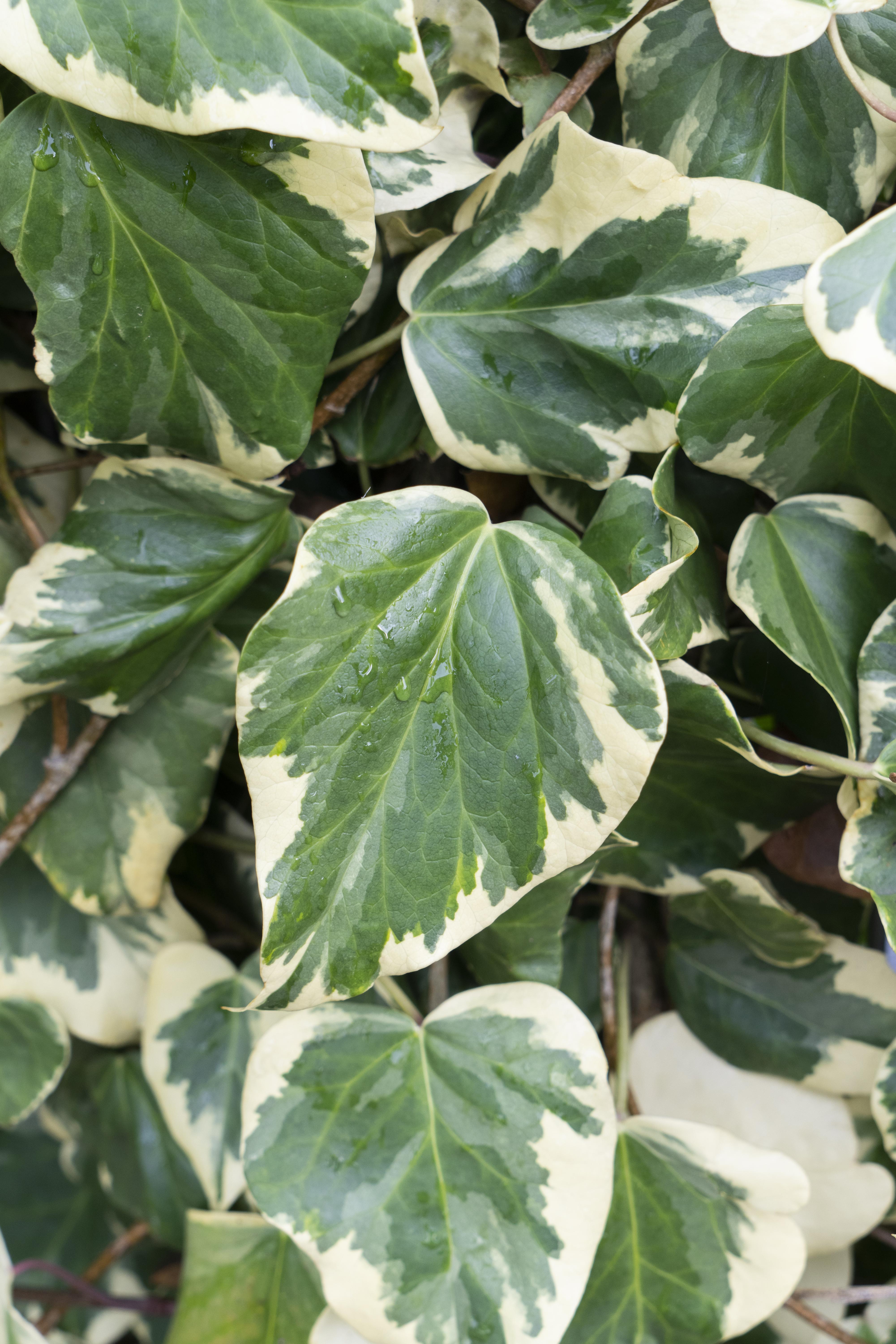 Hoogeveen Hedera colchica 'Dentata Variegata' (8712044922331)