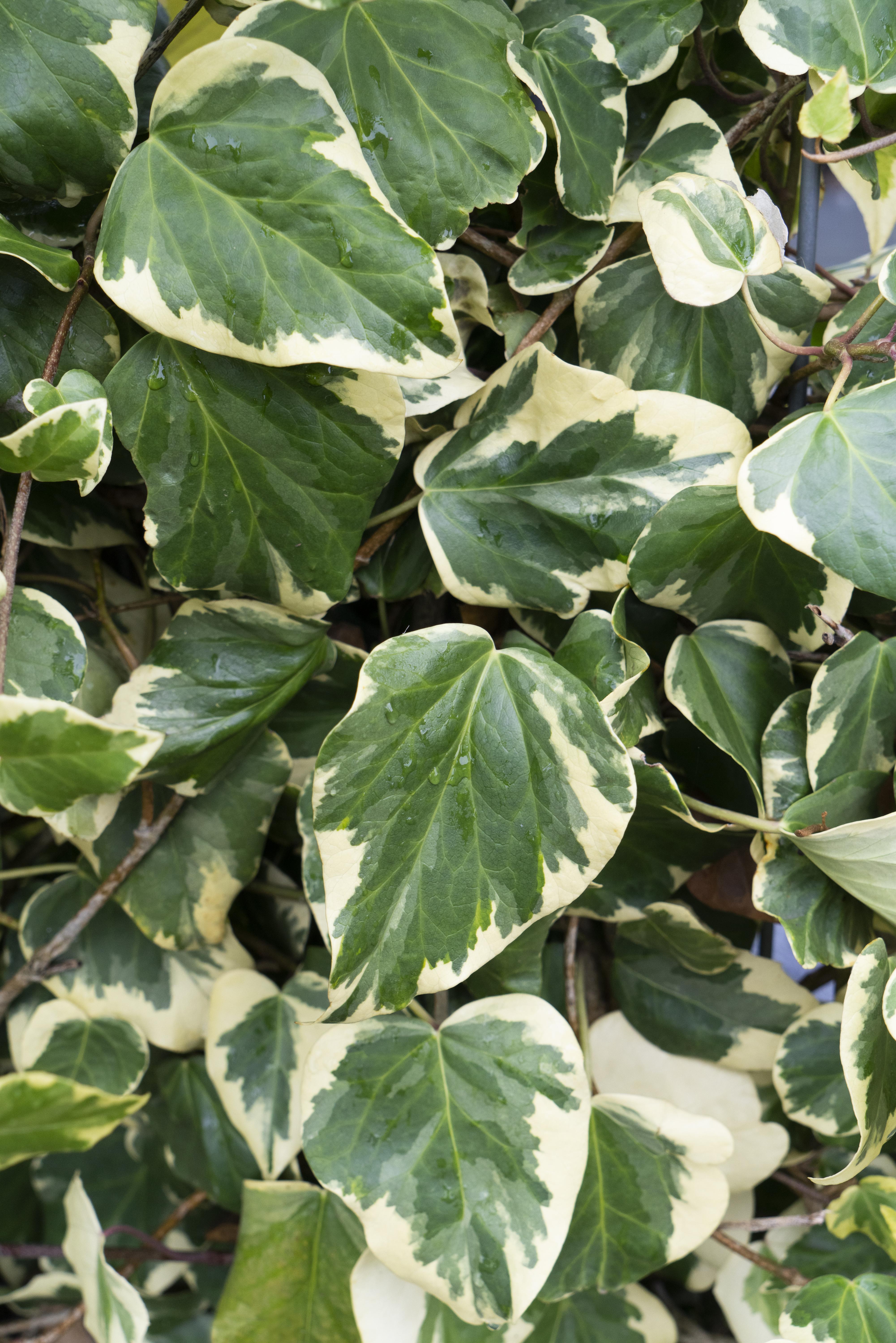 Hoogeveen Hedera colchica 'Dentata Variegata' (8712044922331)