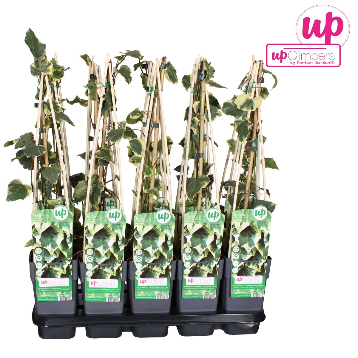Hoogeveen Hedera colchica 'Dentata Variegata' (8712044922331)