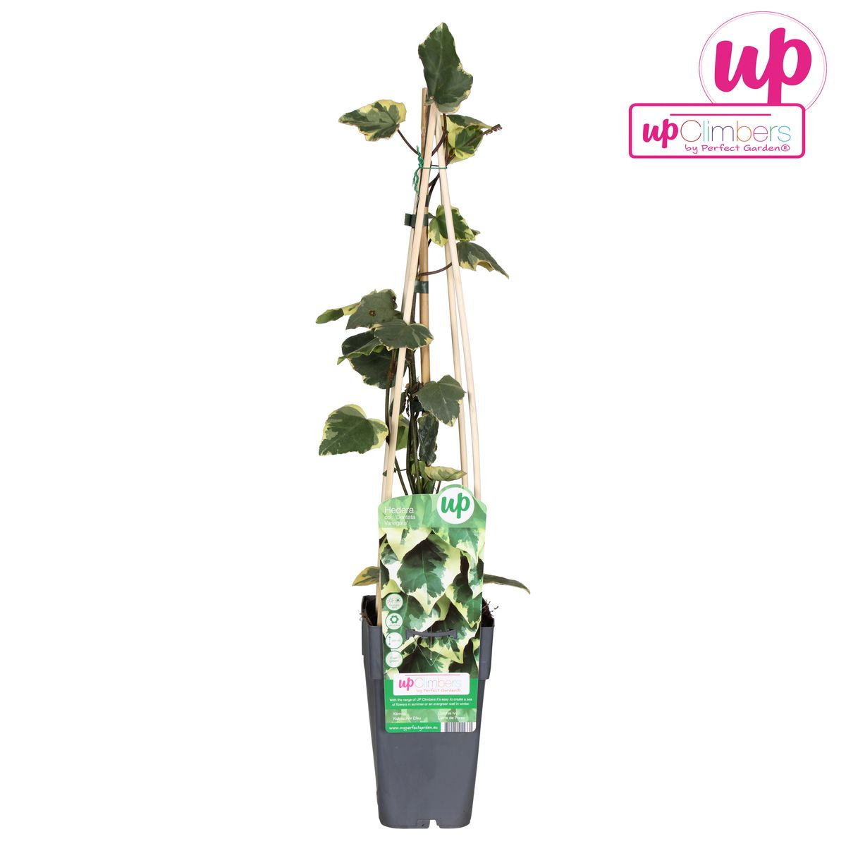 Hoogeveen Hedera colchica 'Dentata Variegata' (8712044922331)