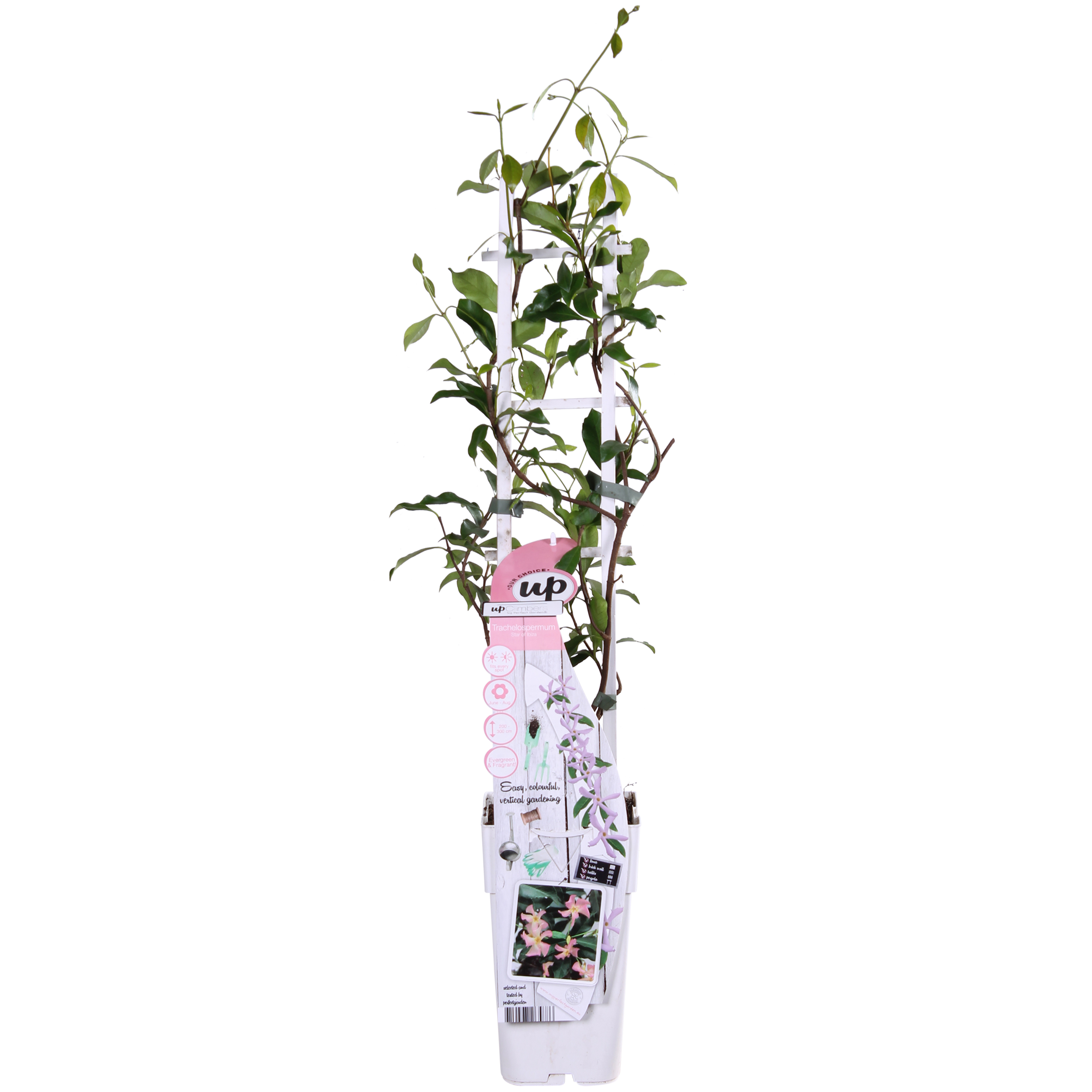 Hoogeveen Trachelospermum 'Star of Ibiza' - Toscaanse Jasmijn Roze (8719497265886)