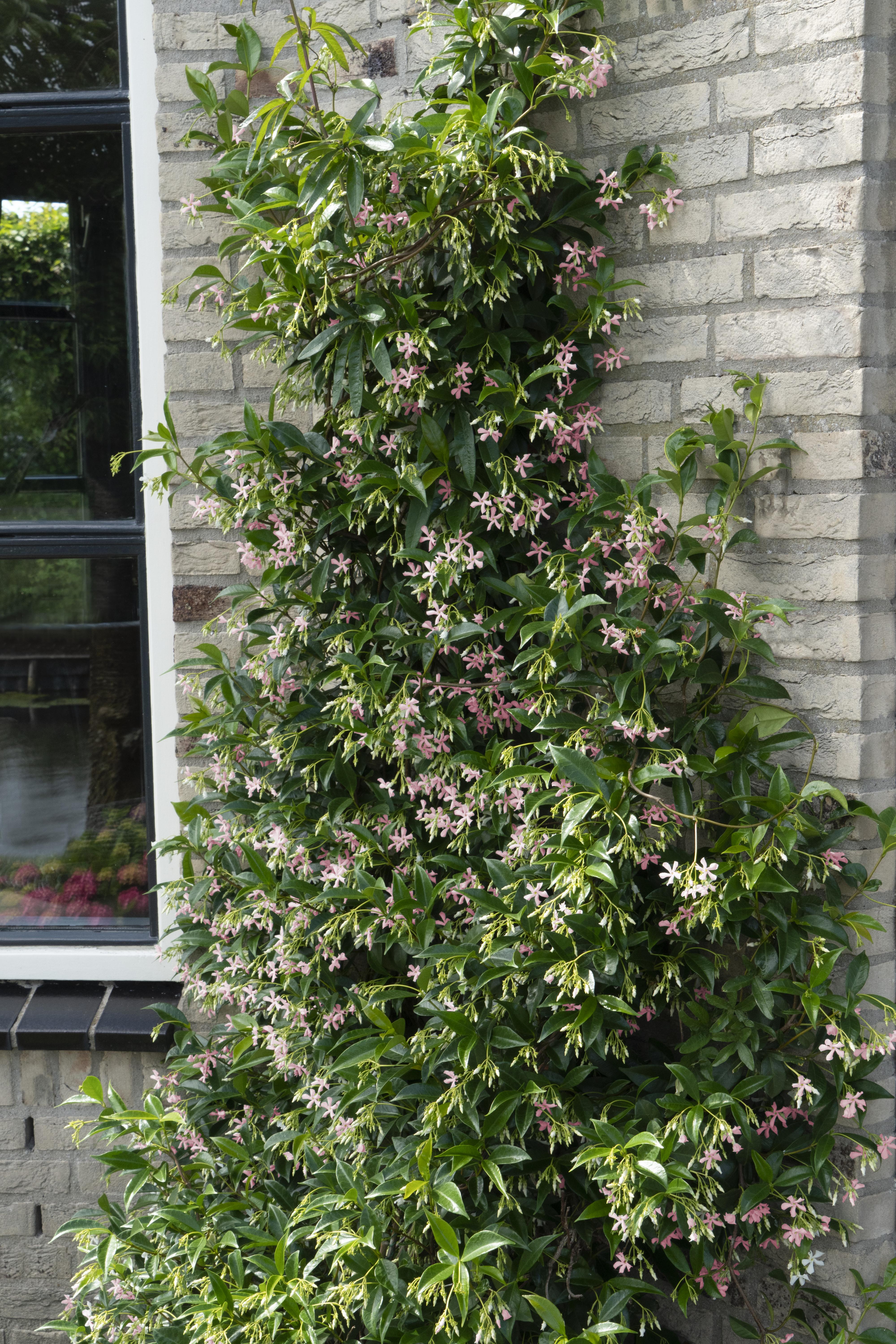 Hoogeveen Trachelospermum 'Star of Ibiza' - Toscaanse Jasmijn Roze (8719497265886)