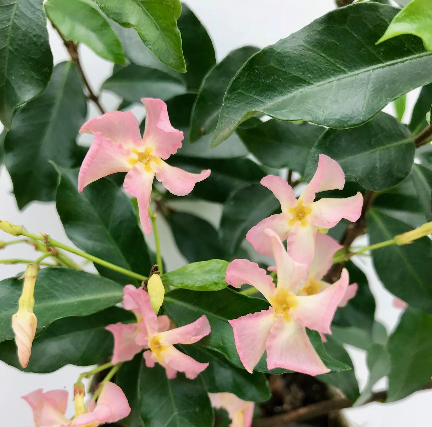 Hoogeveen Trachelospermum 'Star of Ibiza' - Toscaanse Jasmijn Roze (8719497265886)