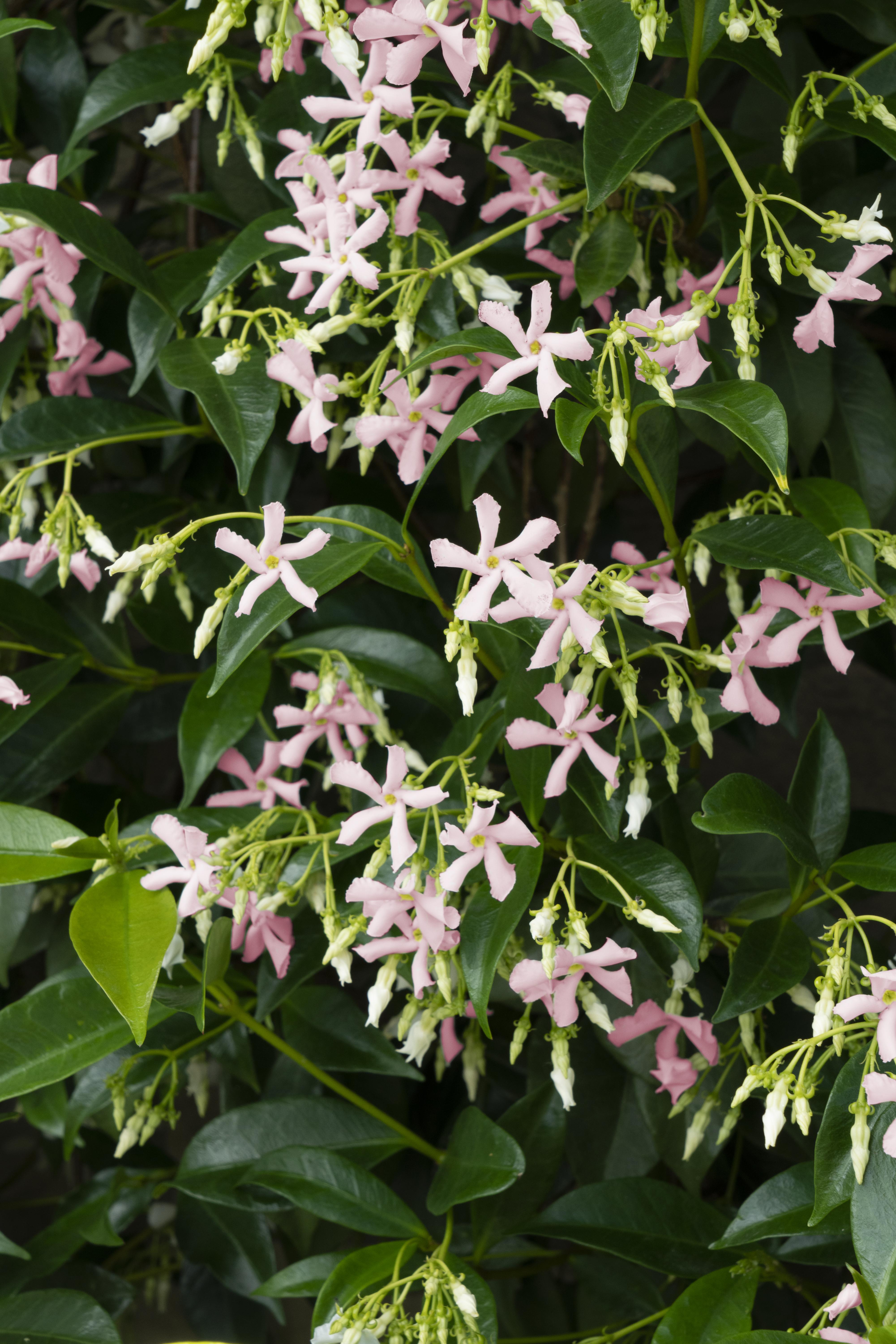 Hoogeveen Trachelospermum 'Star of Ibiza' - Toscaanse Jasmijn Roze (8719497265886)