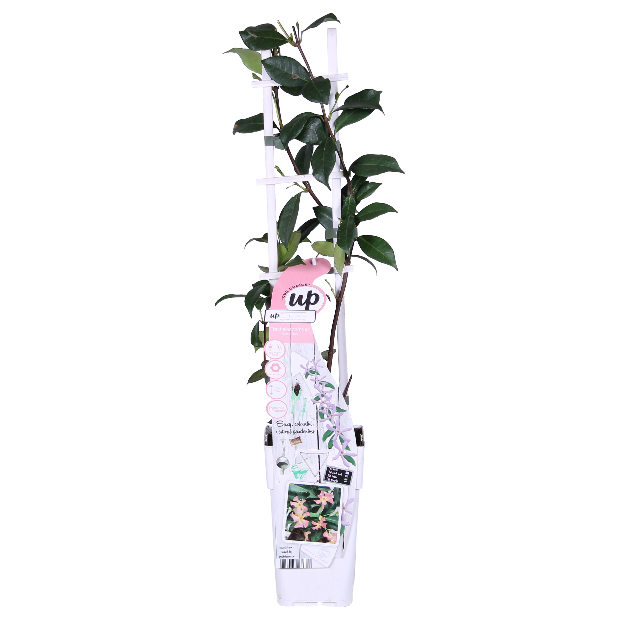 Hoogeveen Trachelospermum 'Star of Ibiza' - Toscaanse Jasmijn Roze (8719497265886)