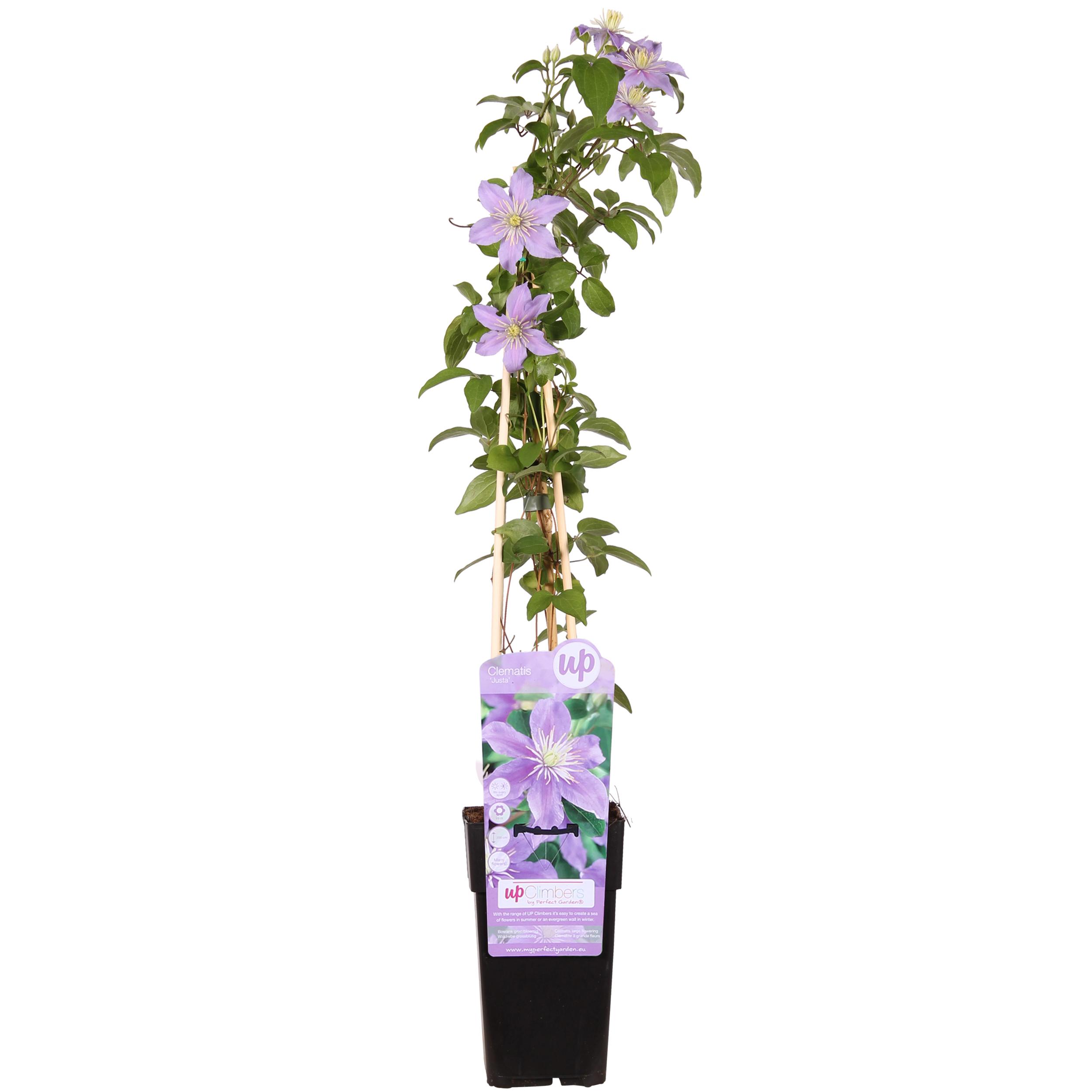 Hoogeveen Clematis Justa (8718104520219)