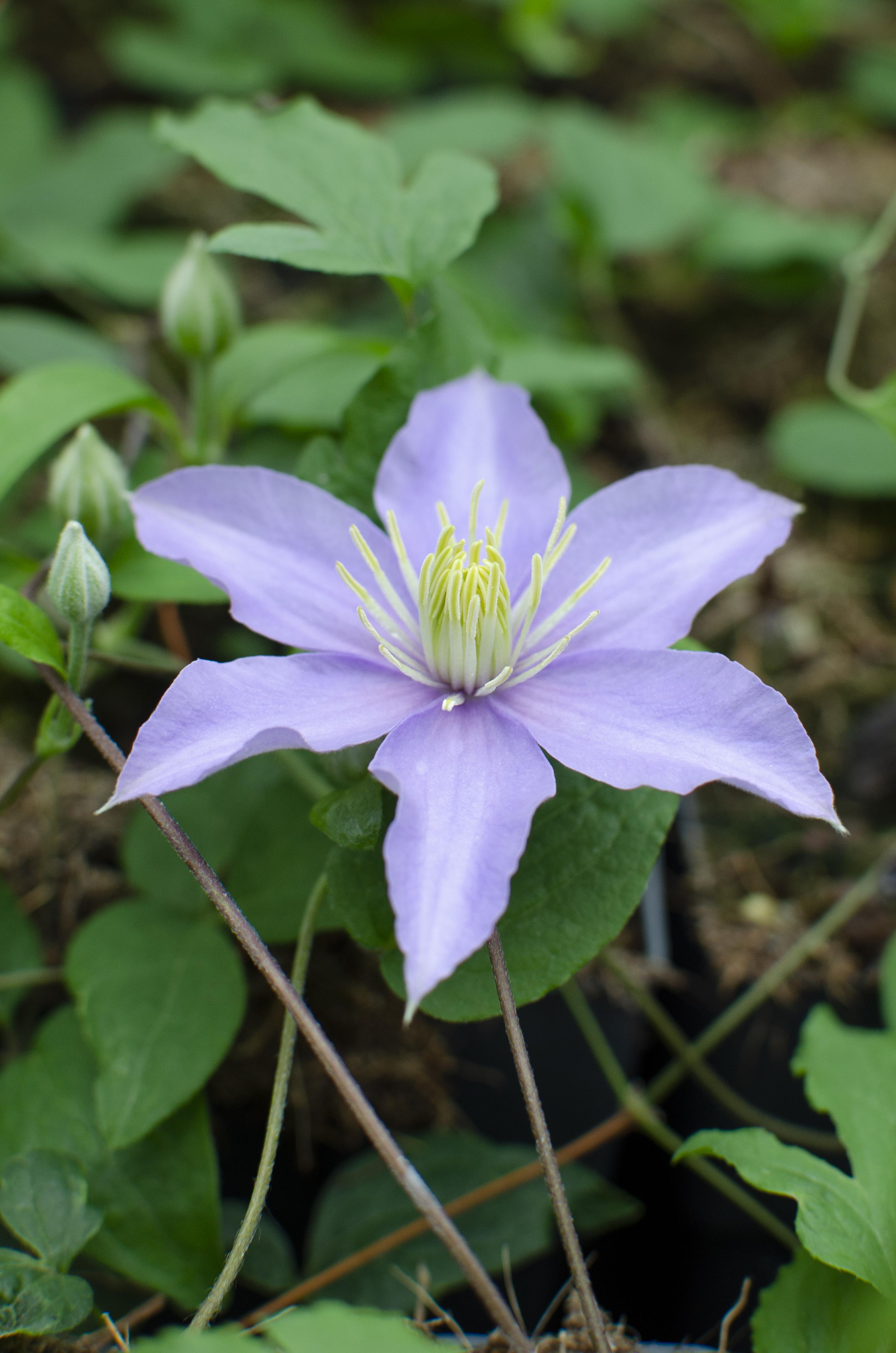Hoogeveen Clematis Justa (8718104520219)