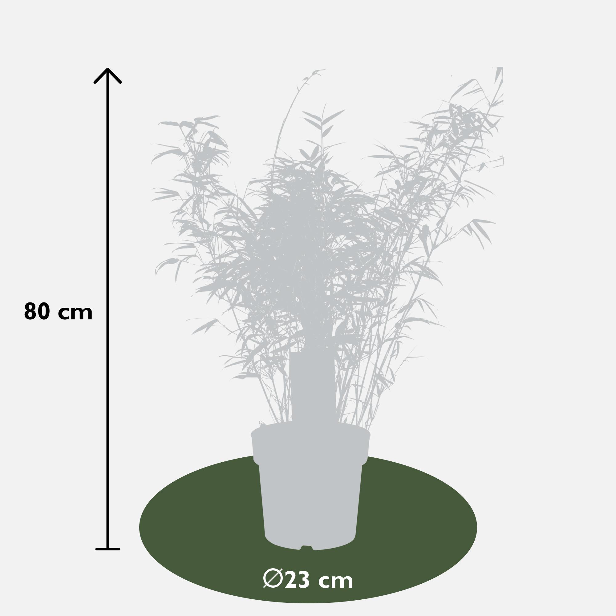 Hoogeveen Fargesia rufa - Niet woekerende bamboe - - Ø23 - ↨80cm (8718531418660)