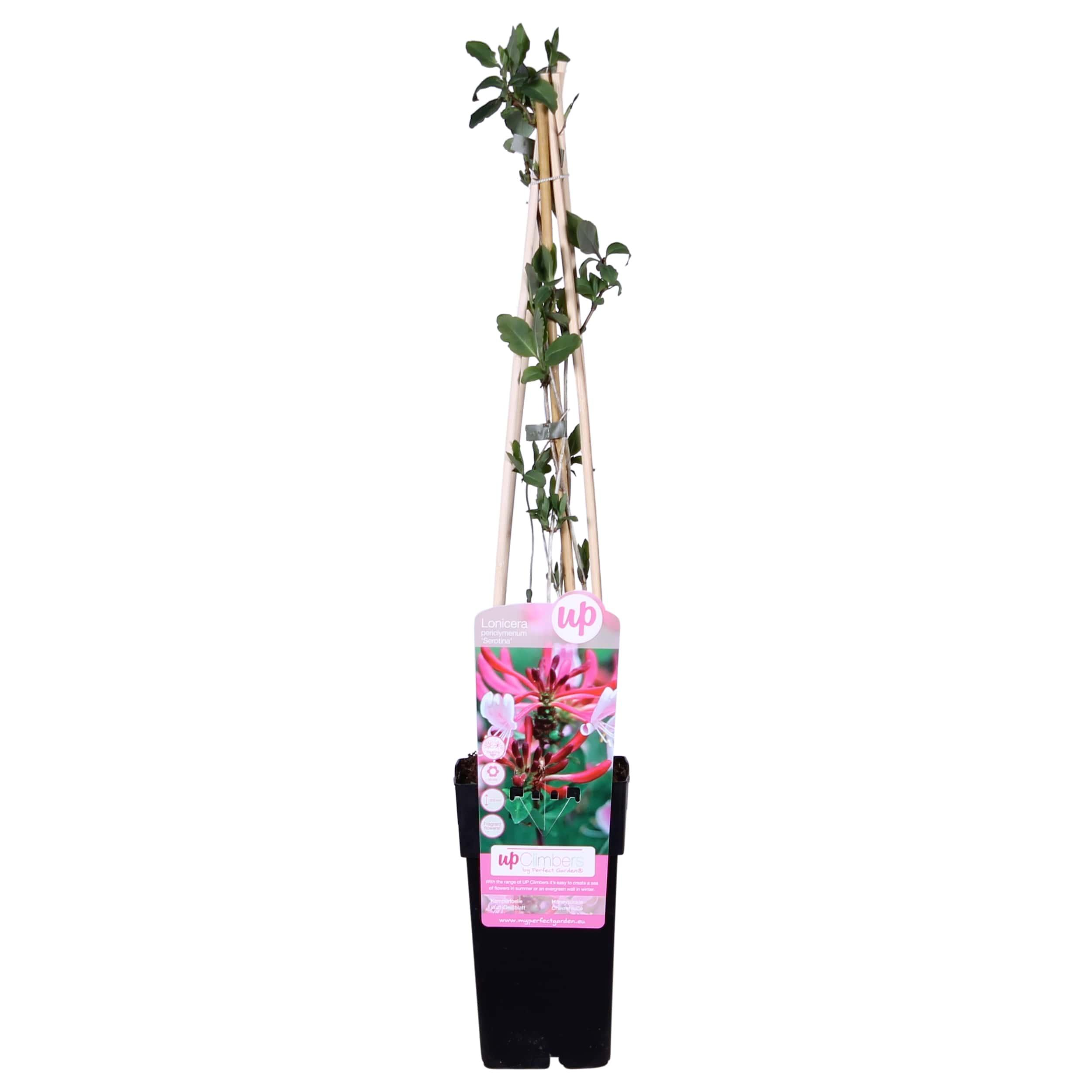 Hoogeveen Lonicera periclymenum 'Serotina' (8712044839035)