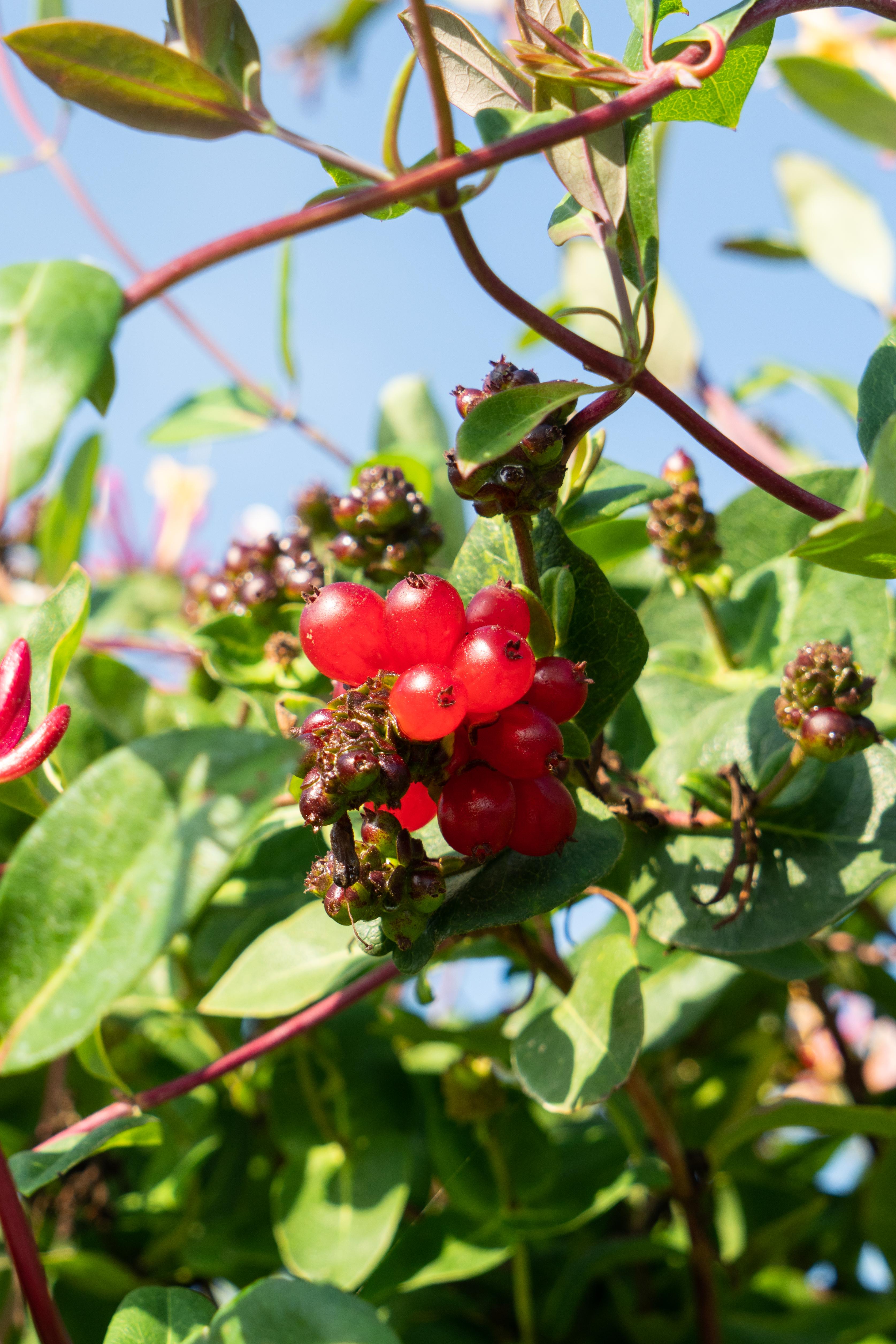 Hoogeveen Lonicera periclymenum 'Serotina' (8712044839035)