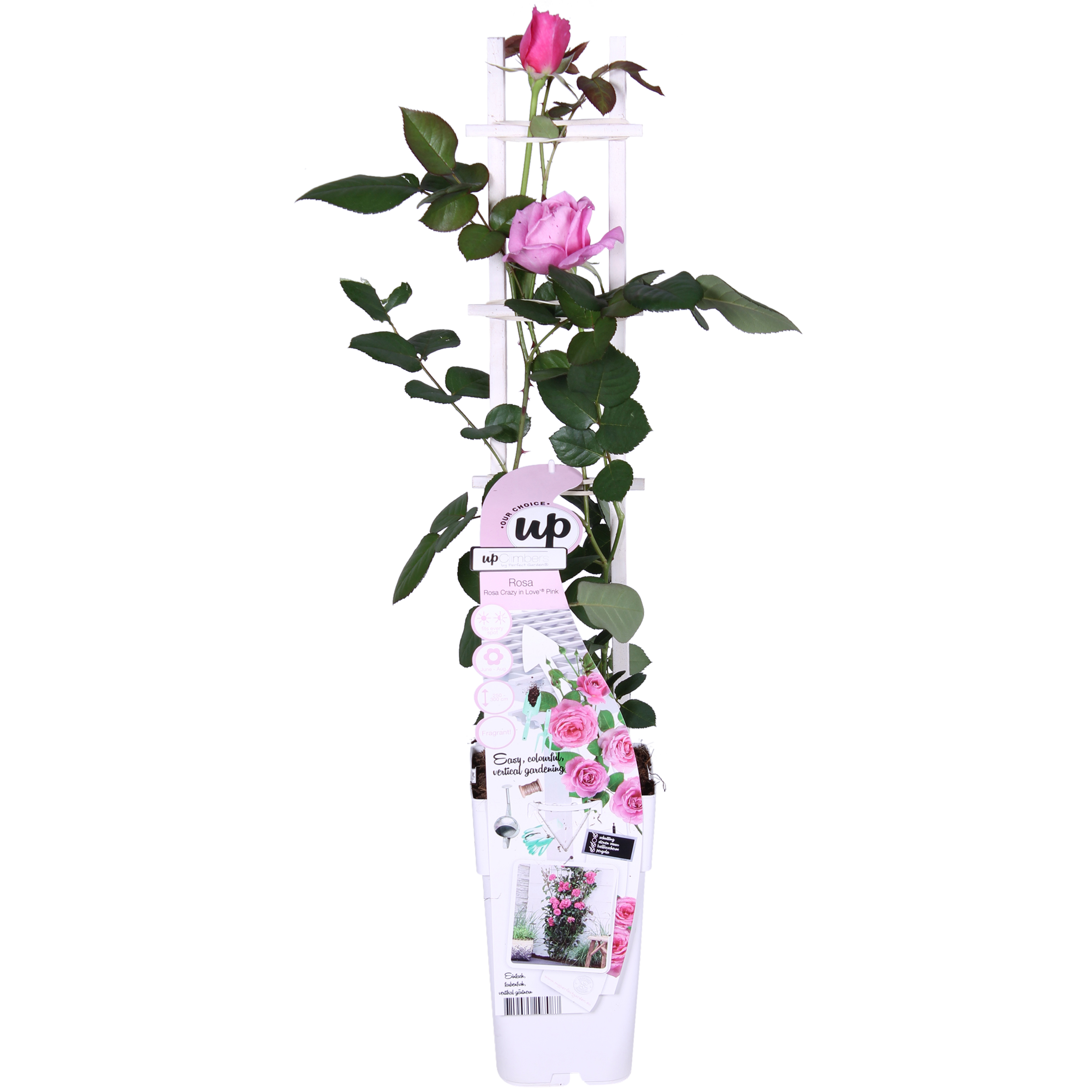 Hoogeveen Rosa Crazy in love 'Pink' - Roze Roos (8719075297087)