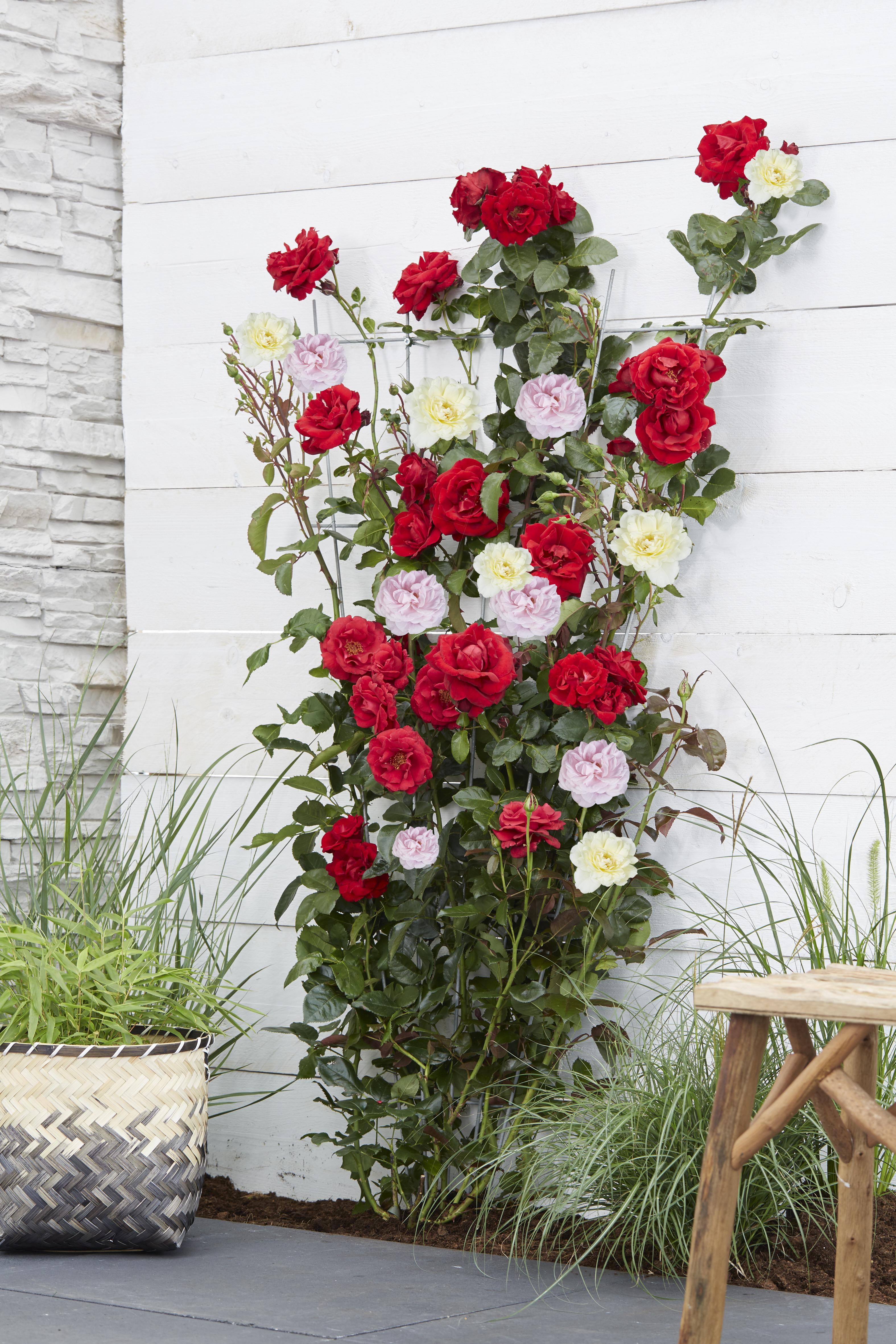 Hoogeveen Rosa Crazy in love 'Pink' - Roze Roos (8719075297087)