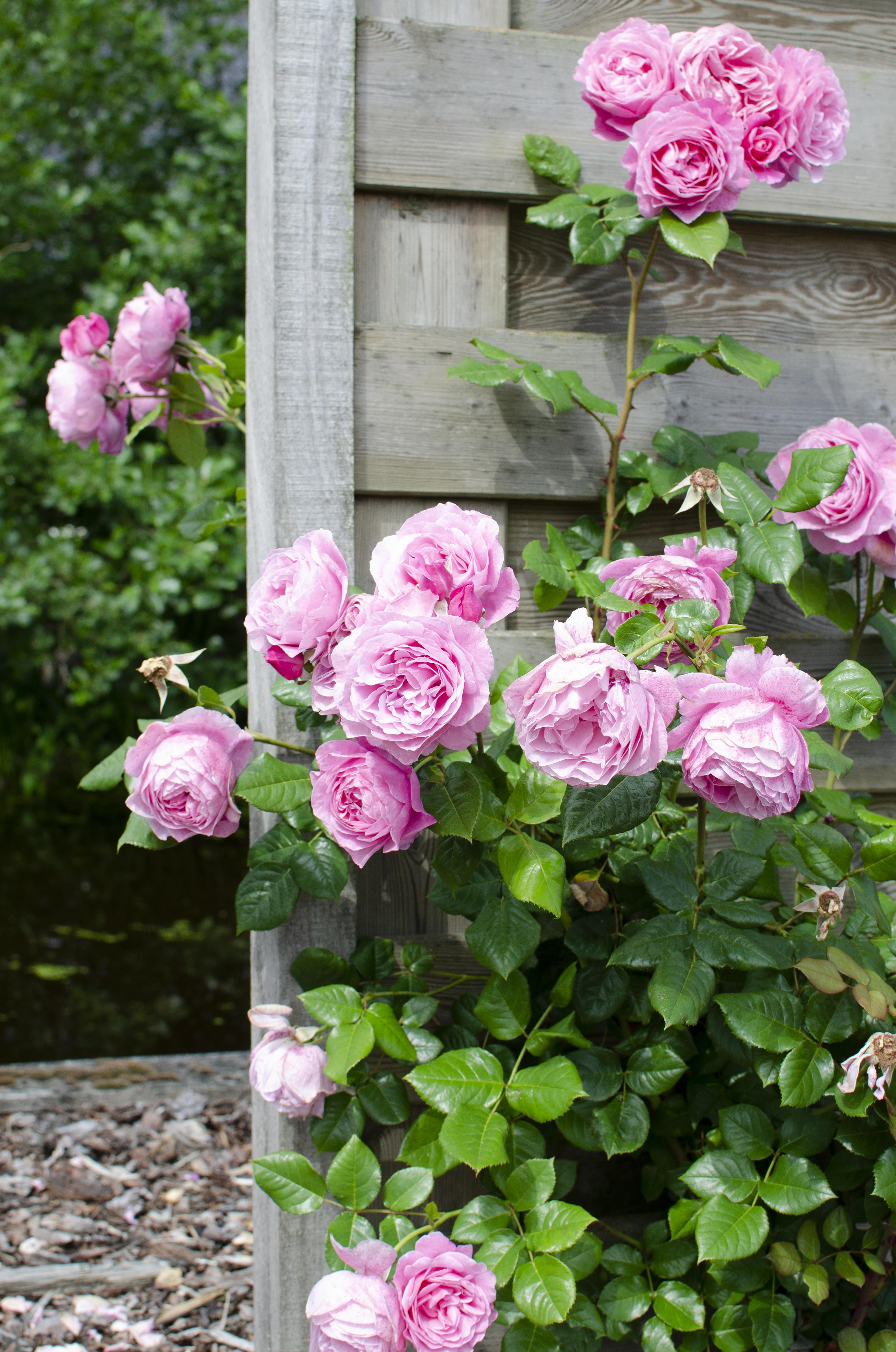 Hoogeveen Rosa Crazy in love 'Pink' - Roze Roos (8719075297087)